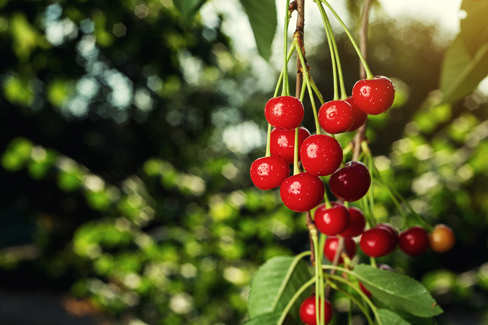 cherry tree