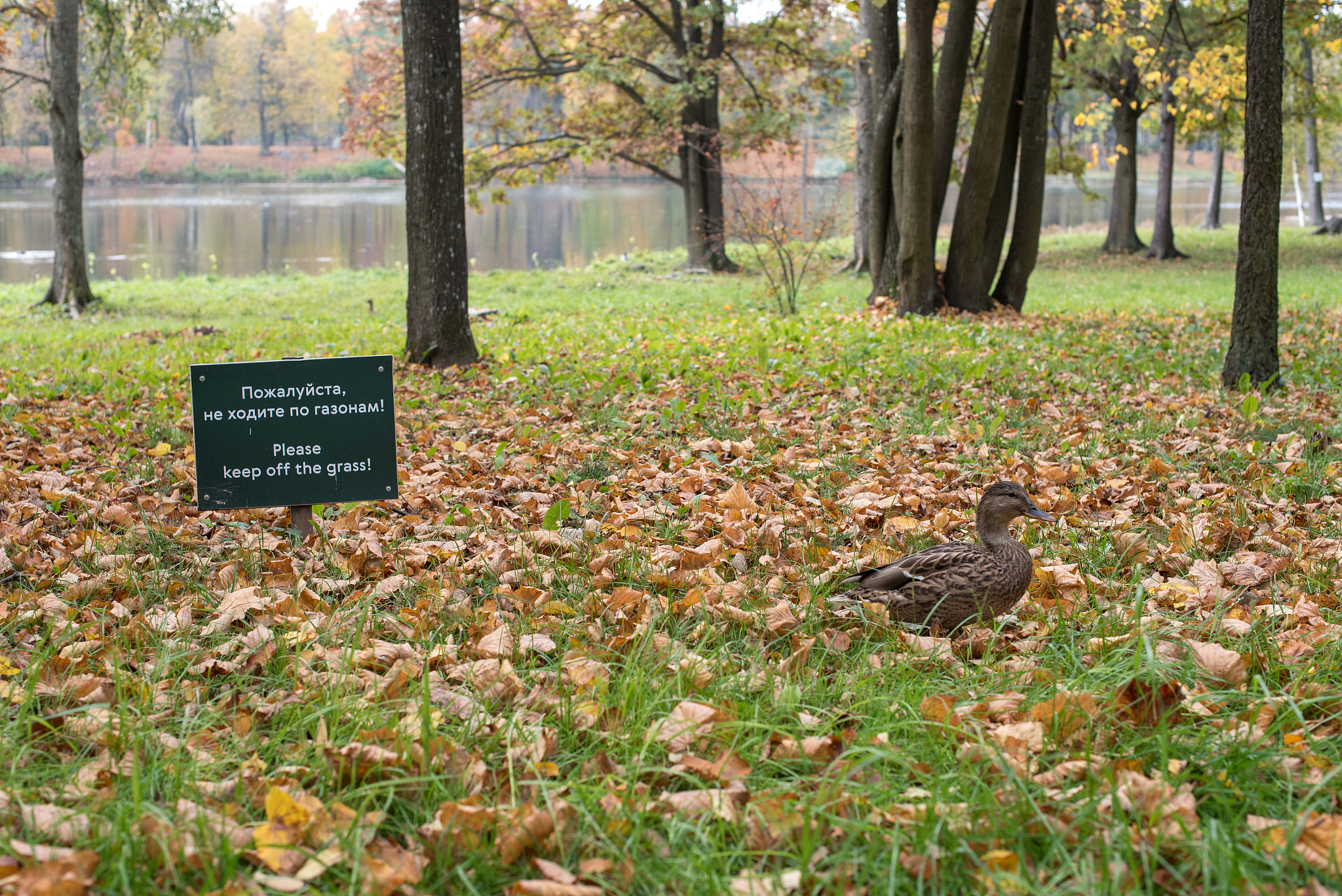 秋日漫步：感受公园的美丽与快乐