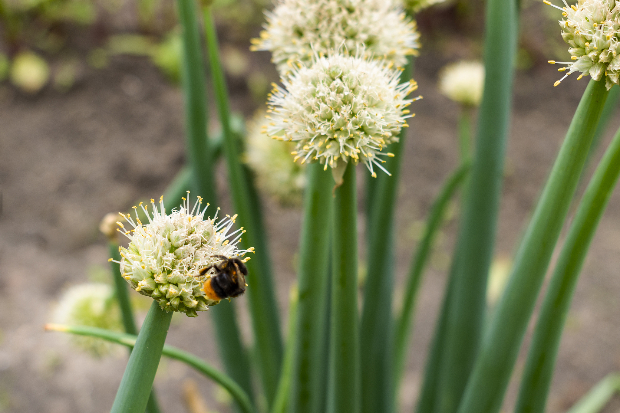 overblown chives heads with insect bee in spring / summer garden