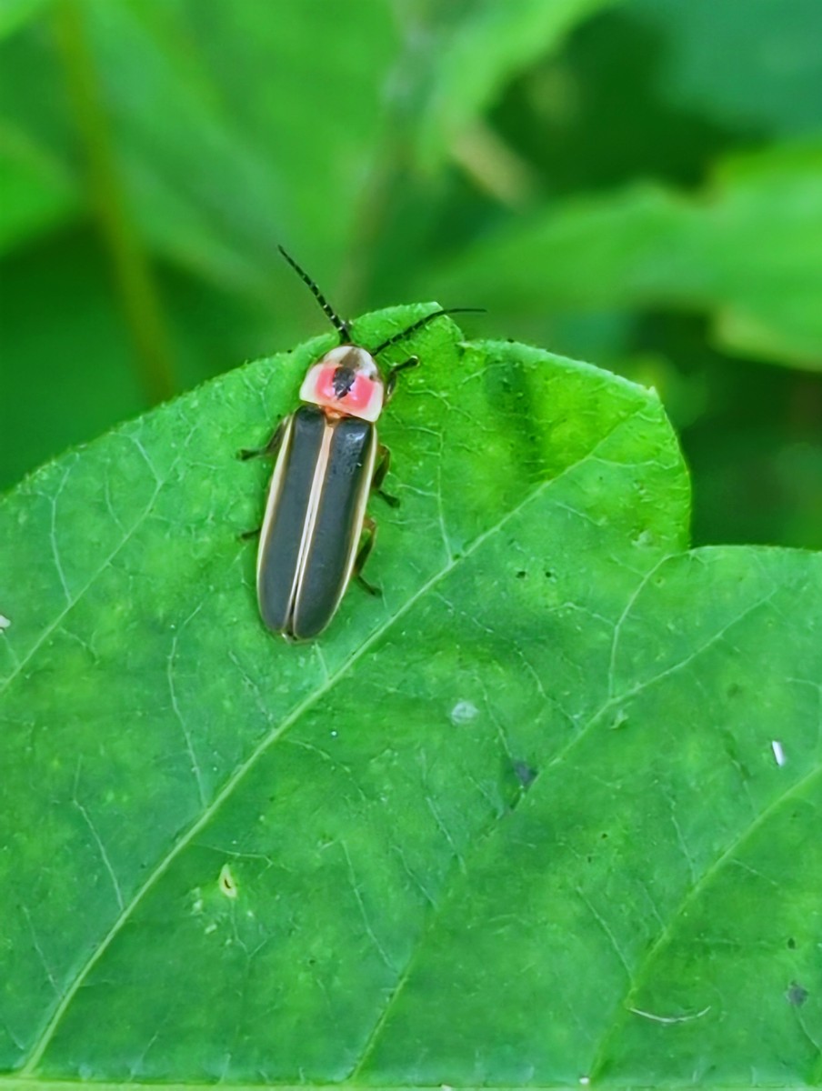 捉萤火虫取名四字：星辉萤火