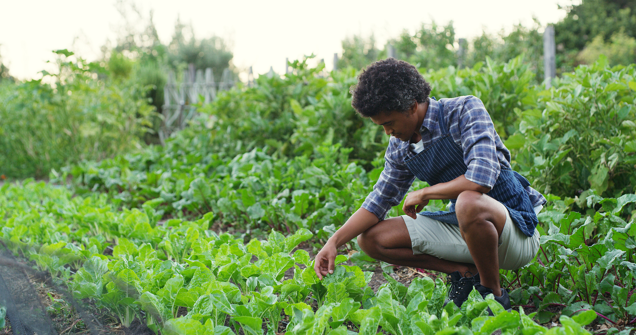 平凉农业学校蔬菜专业好不好？