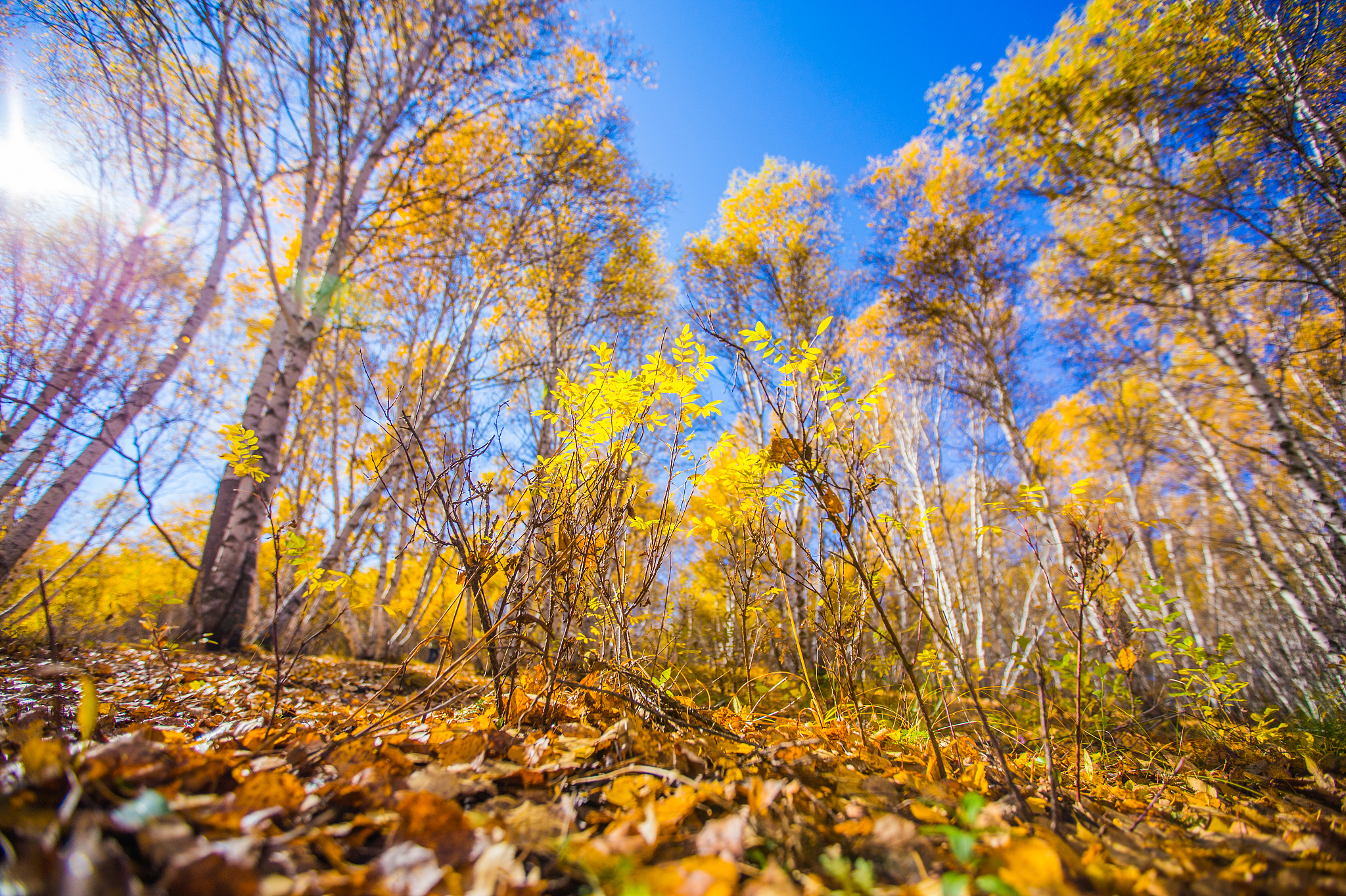 请用100字描述一下草原上白桦林全黄了 层林尽染的场景