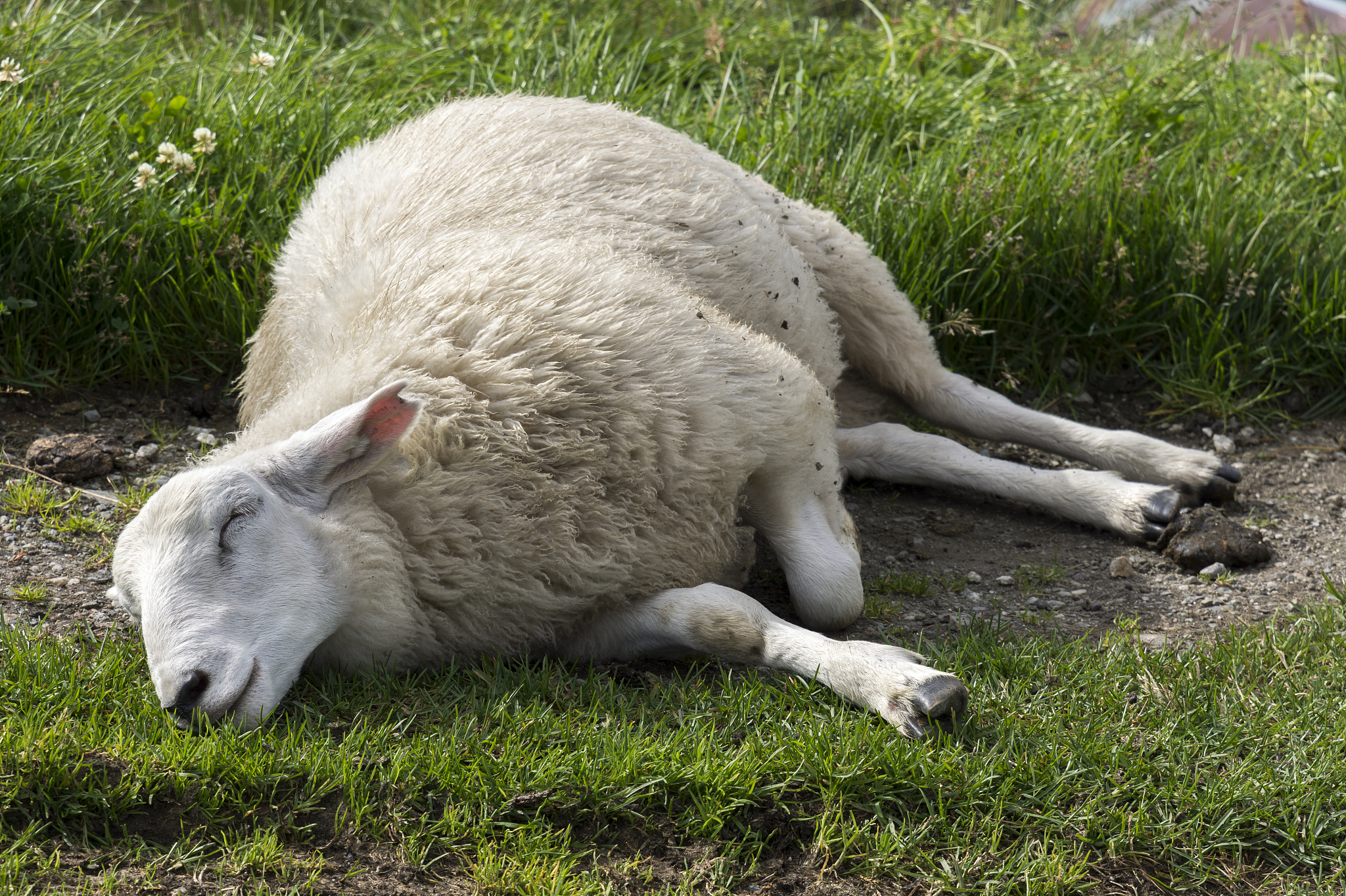 Sheep CT Scan Procedure: Anesthesia, Positioning, and Radiation Protection