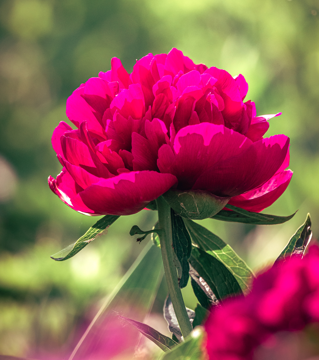 菏泽牡丹：中国传统名花，日本称'botan'