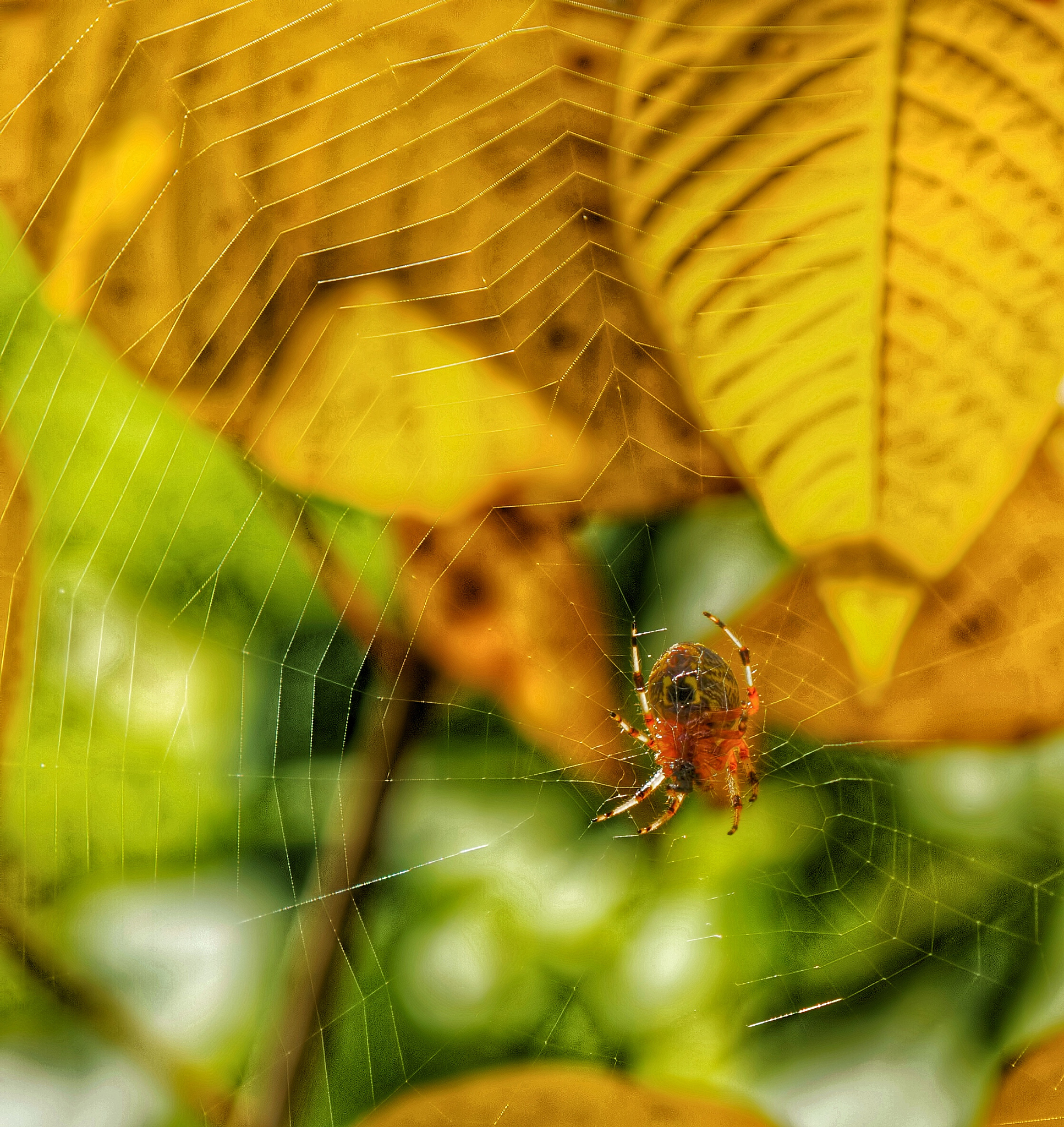 趣味小知识：你不知道的动物和自然秘密