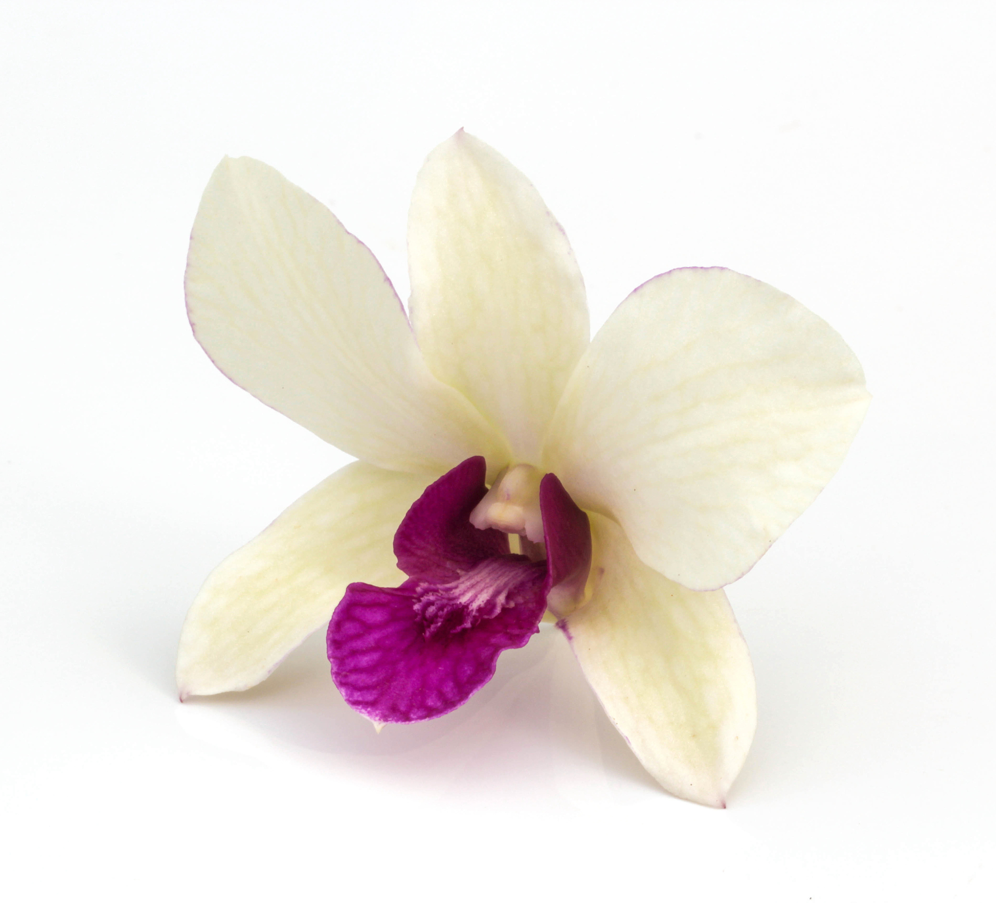 white orchid flower blossom