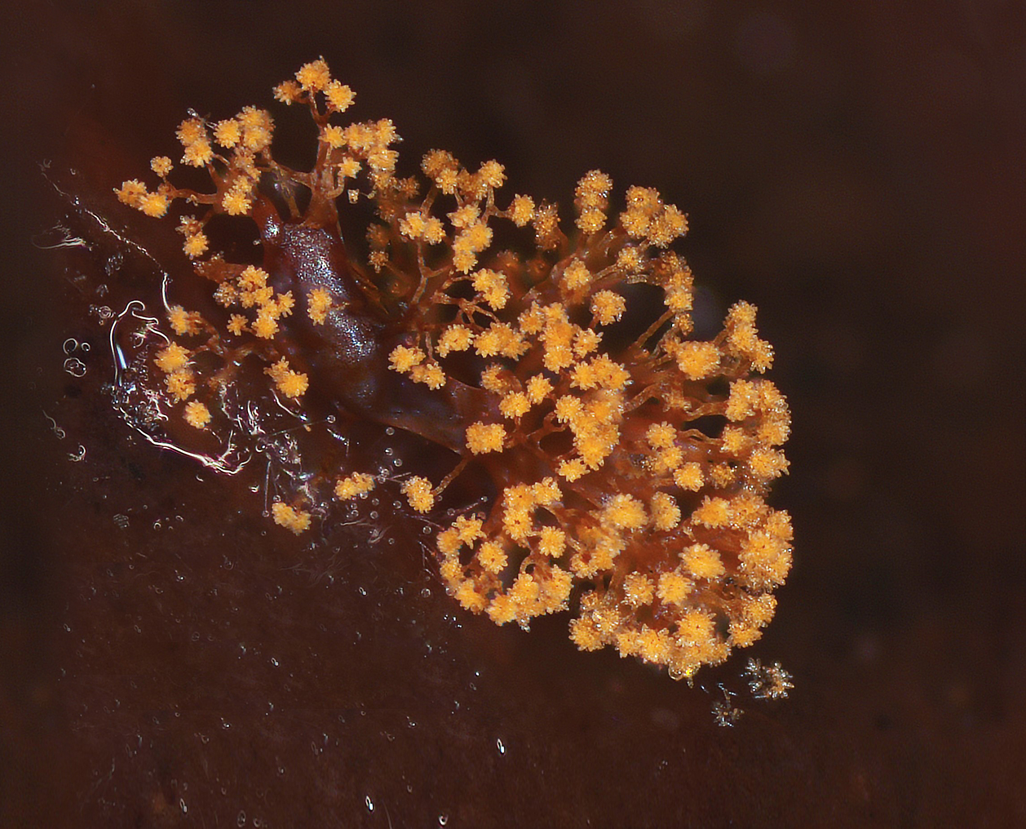 原生生物和单细胞生物的区别是什么