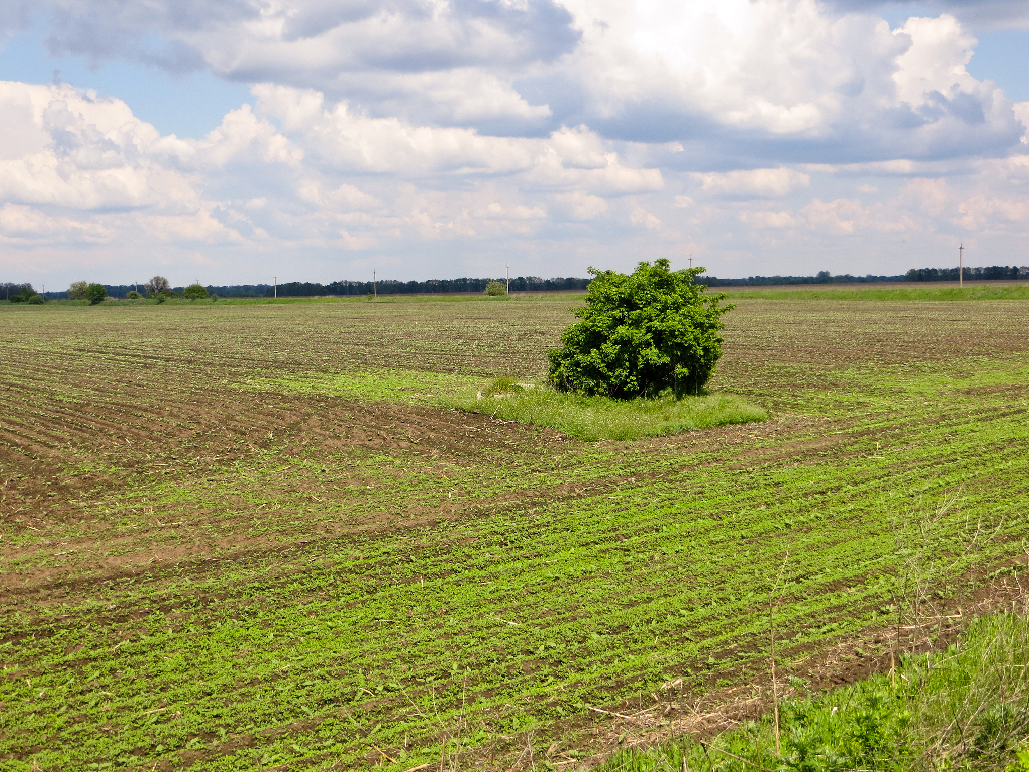 探究气候变化对绵阳市小麦生产的影响：小学五年级课外实践项目
