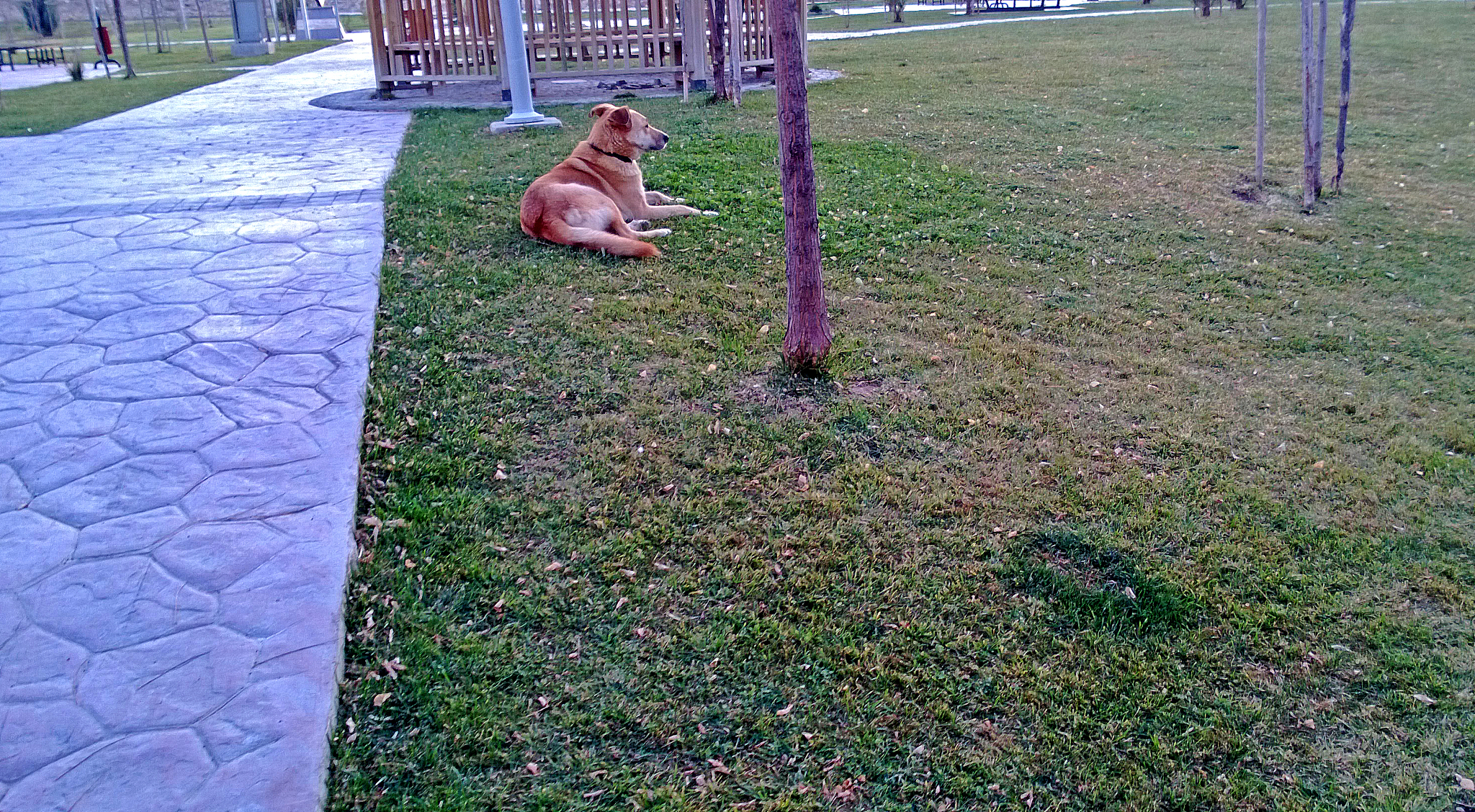 宠物犬室外活动空间：环境特征分析