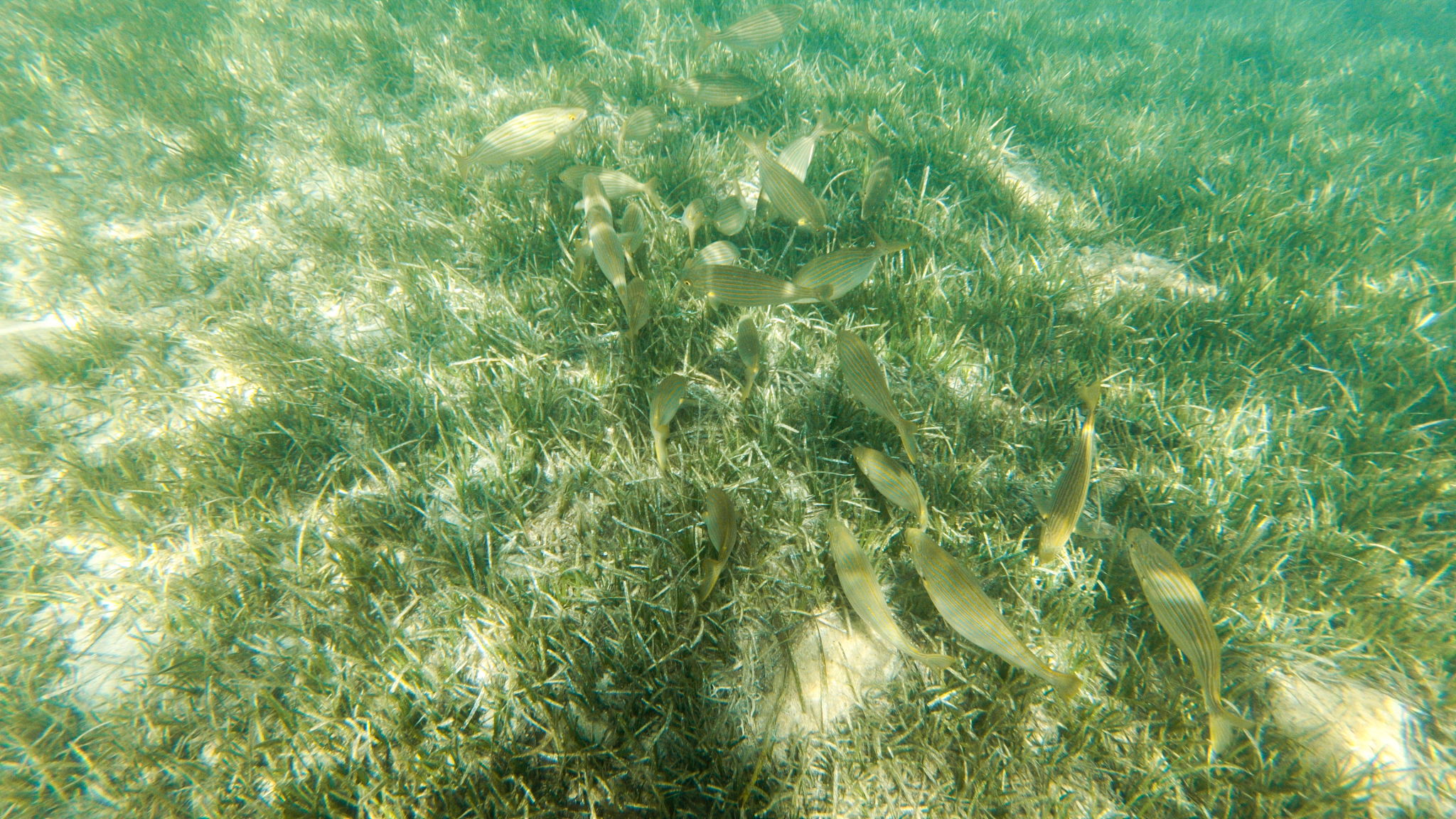 live underwater in a paradise island