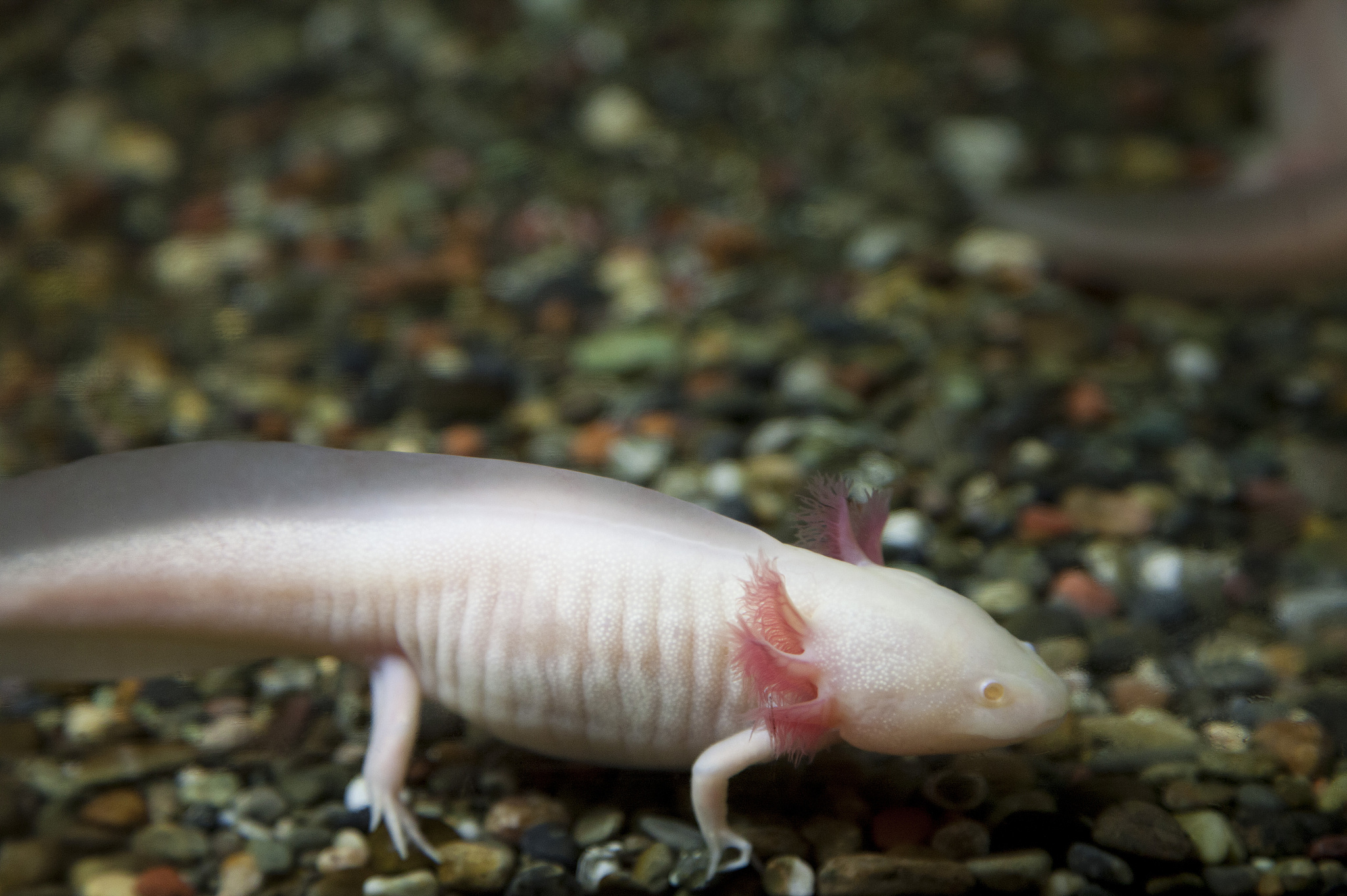 六角恐龙刚喂饱换水怎么又吐了