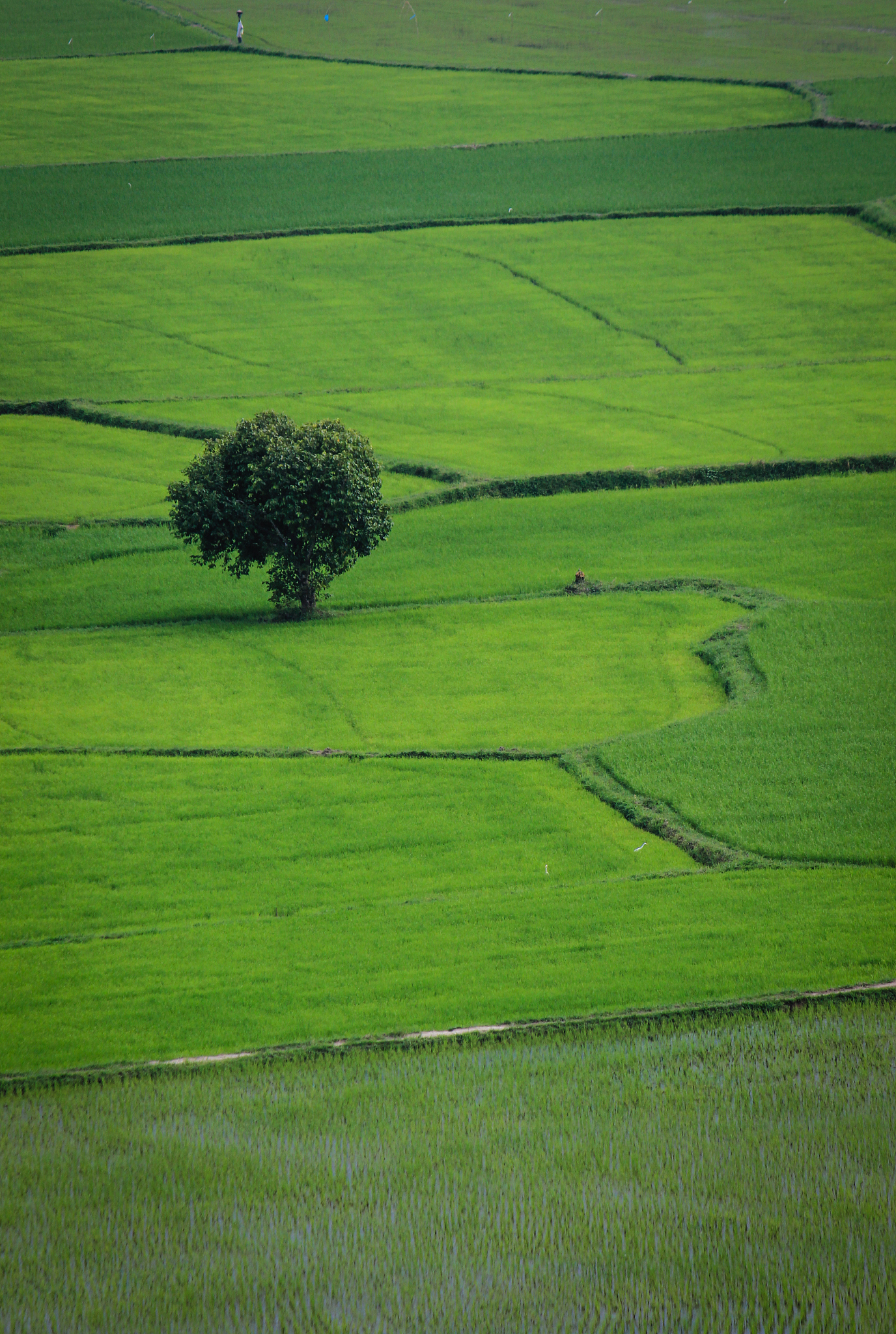 rice field scenery in mekong delta, vietnam