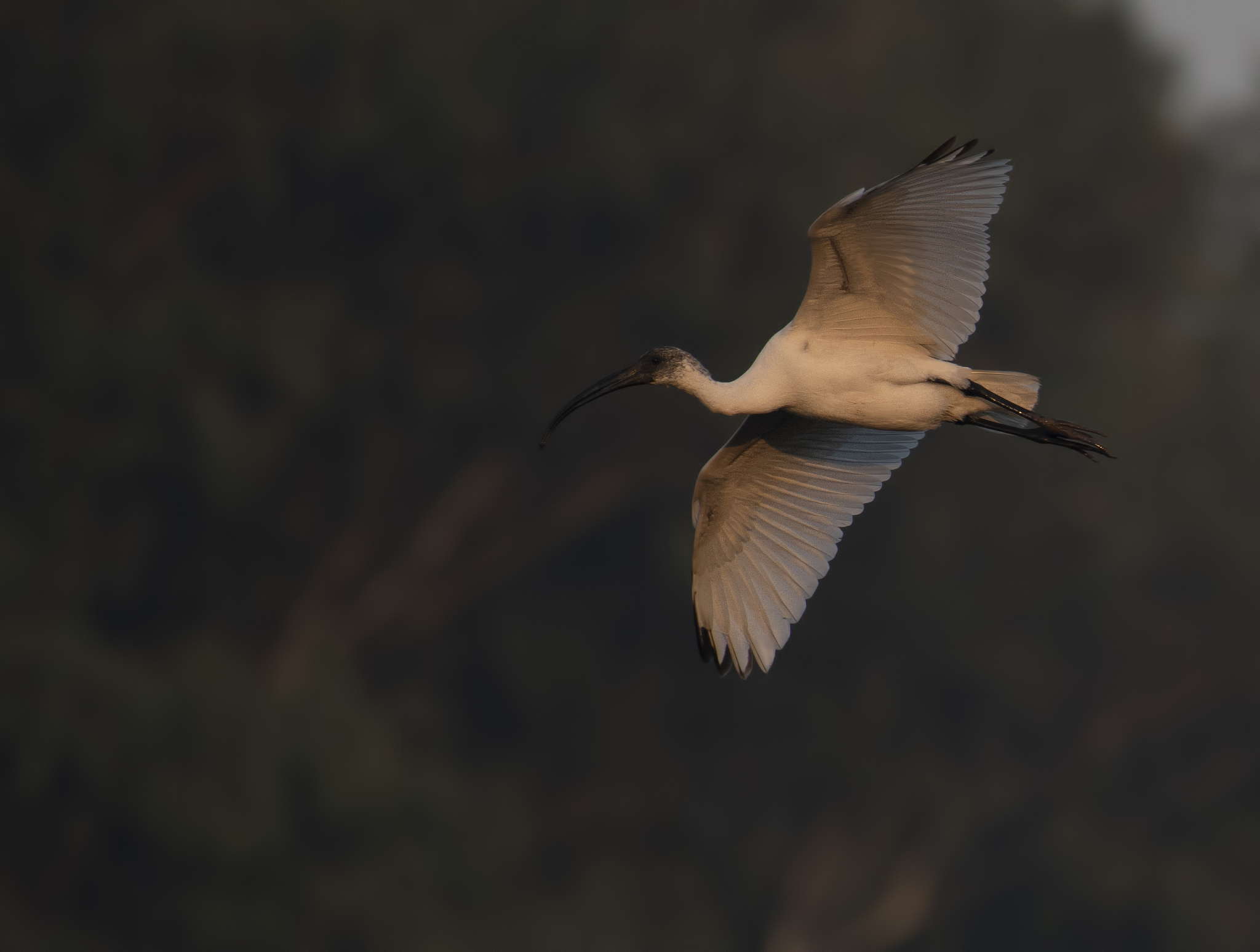 河流生态学研究：生物多样性、食物链、生态过程和保护