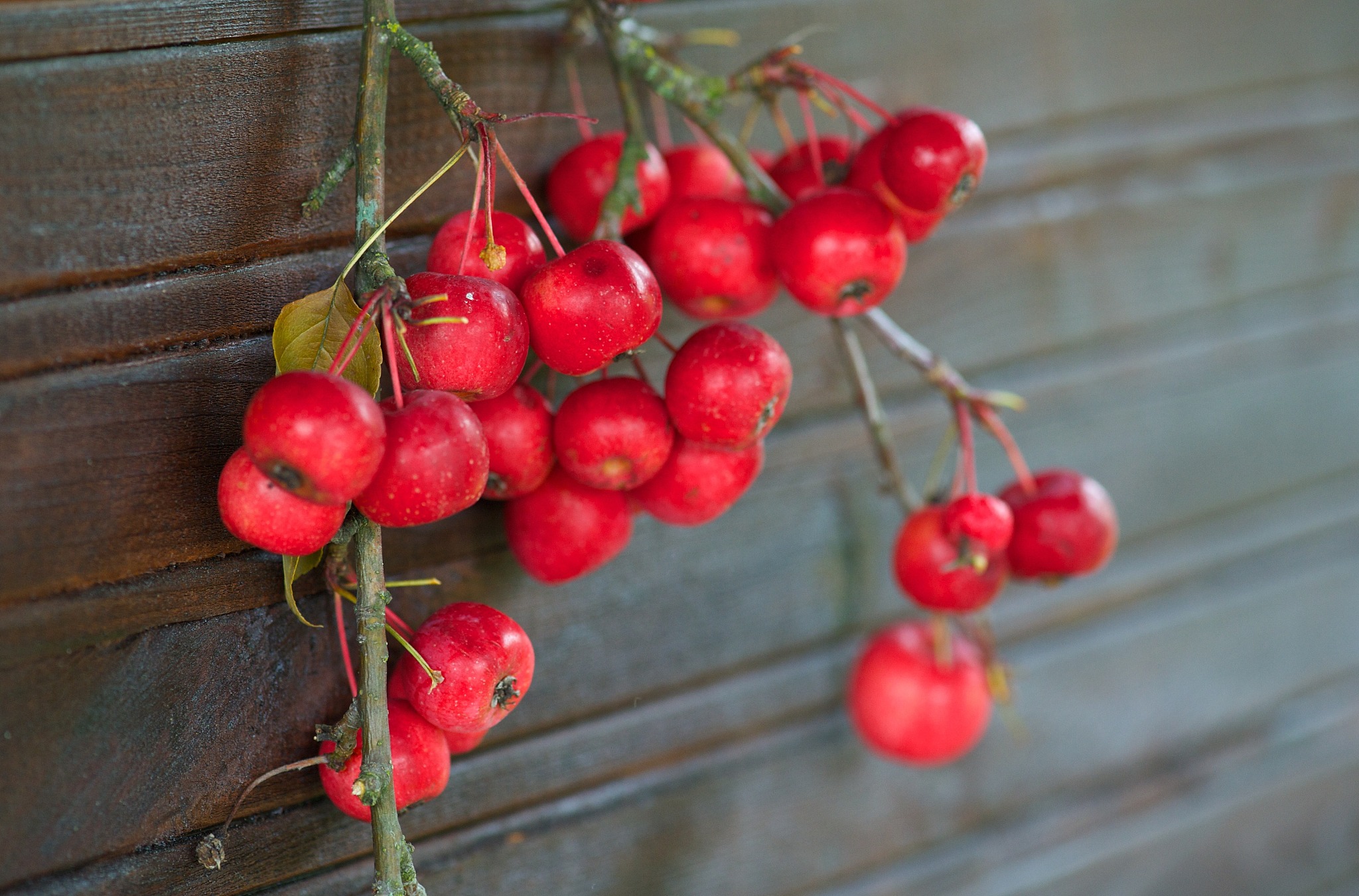 red apples