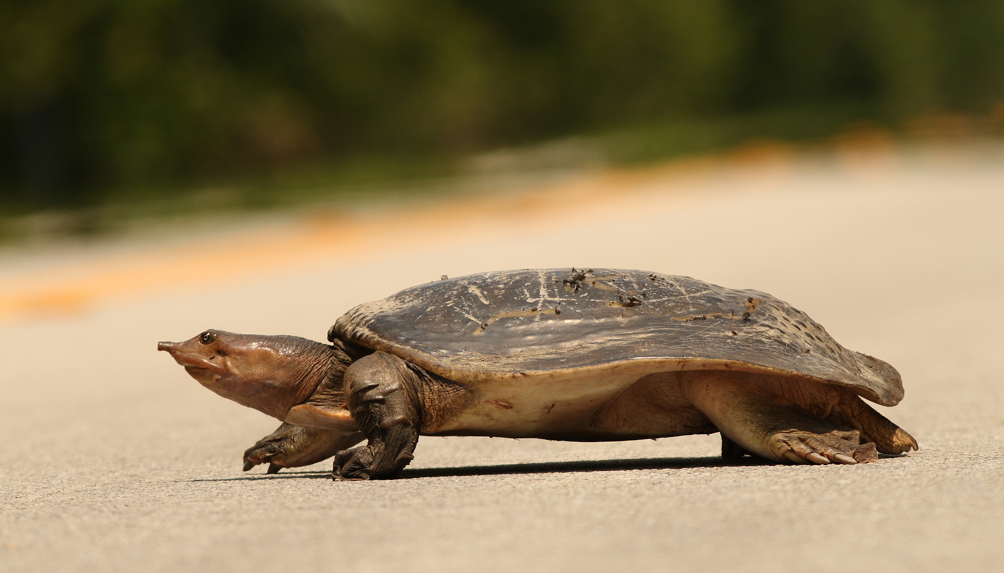 turtle