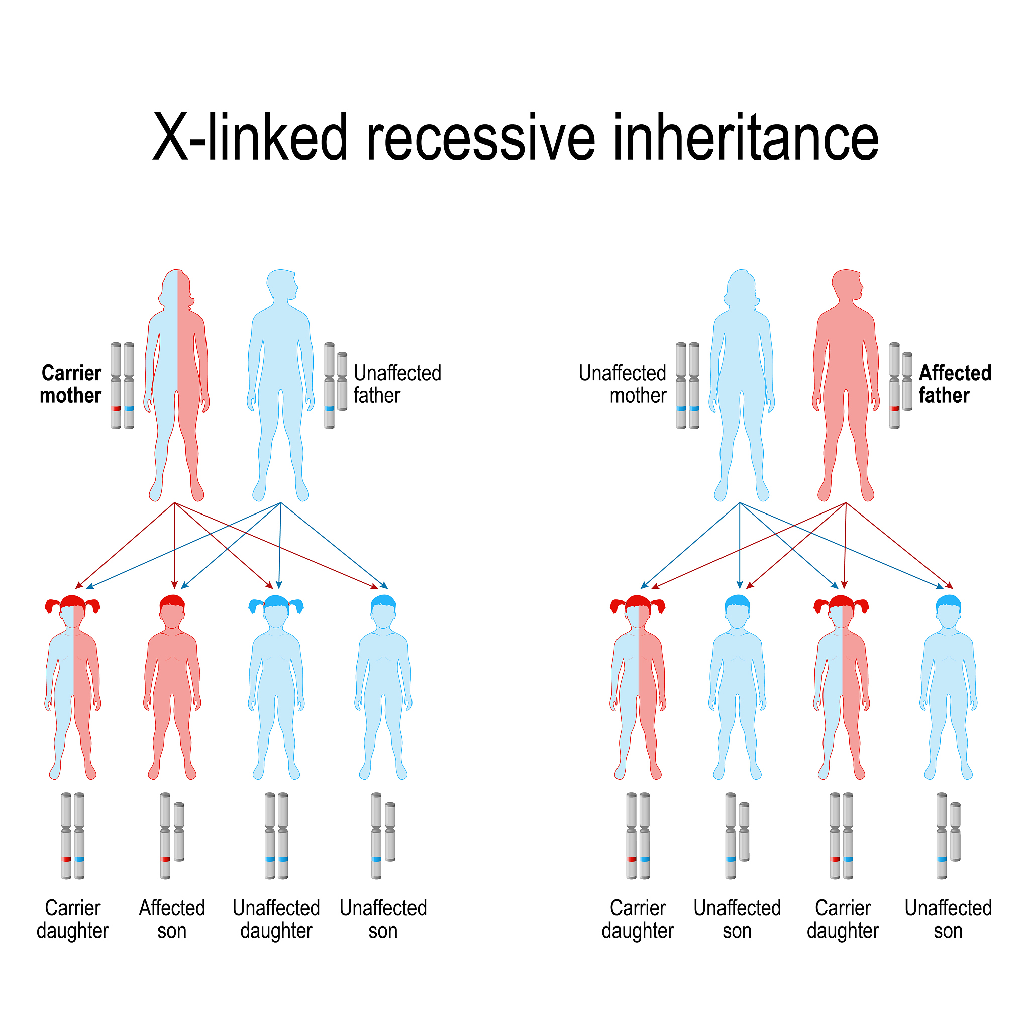 AMERICAN JOURNAL OF HUMAN GENETICS 期刊：研究范围全面解析