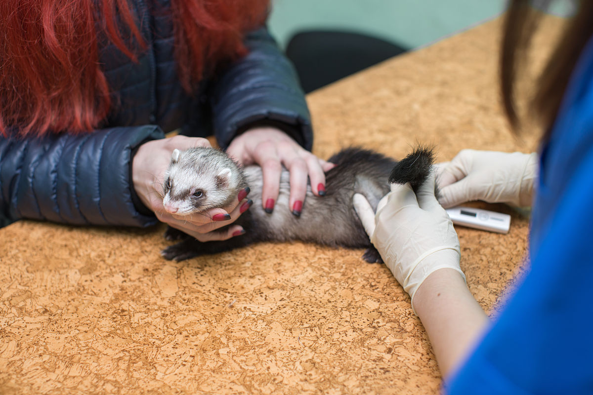 云南曲靖兽医学校五年制大专招生简章：报读条件、课程设置及未来发展