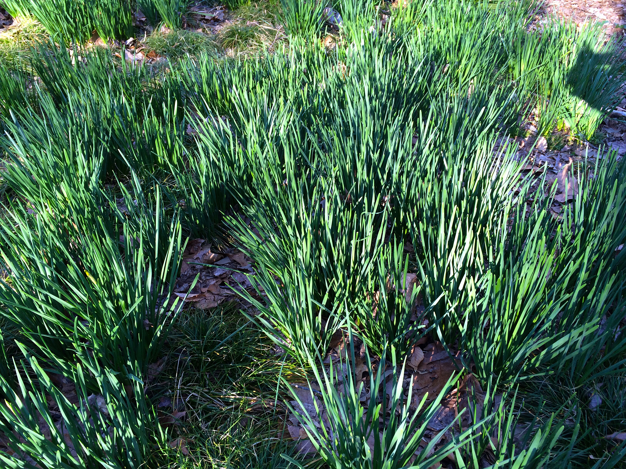 first signs of spring
