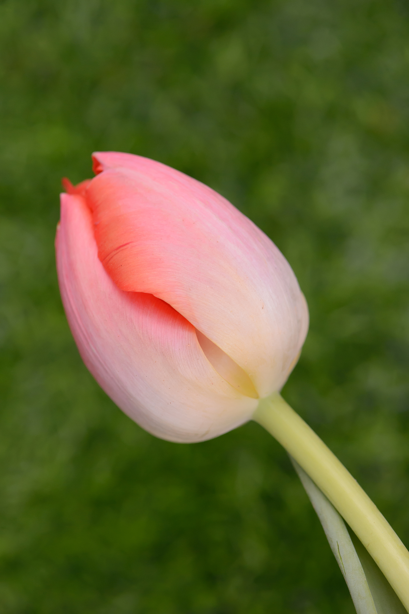 Tulip Mania: The Dutch Bubble of the 17th Century