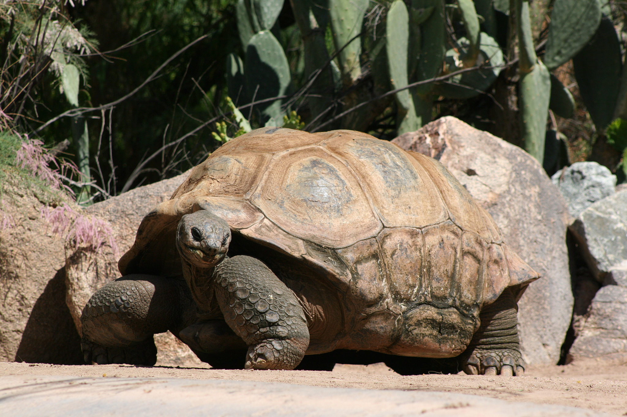 very old turtle