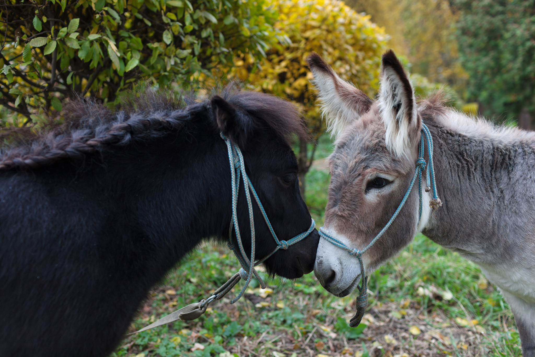 cute pony and donkey at natural park,enjoying nice weather,life 