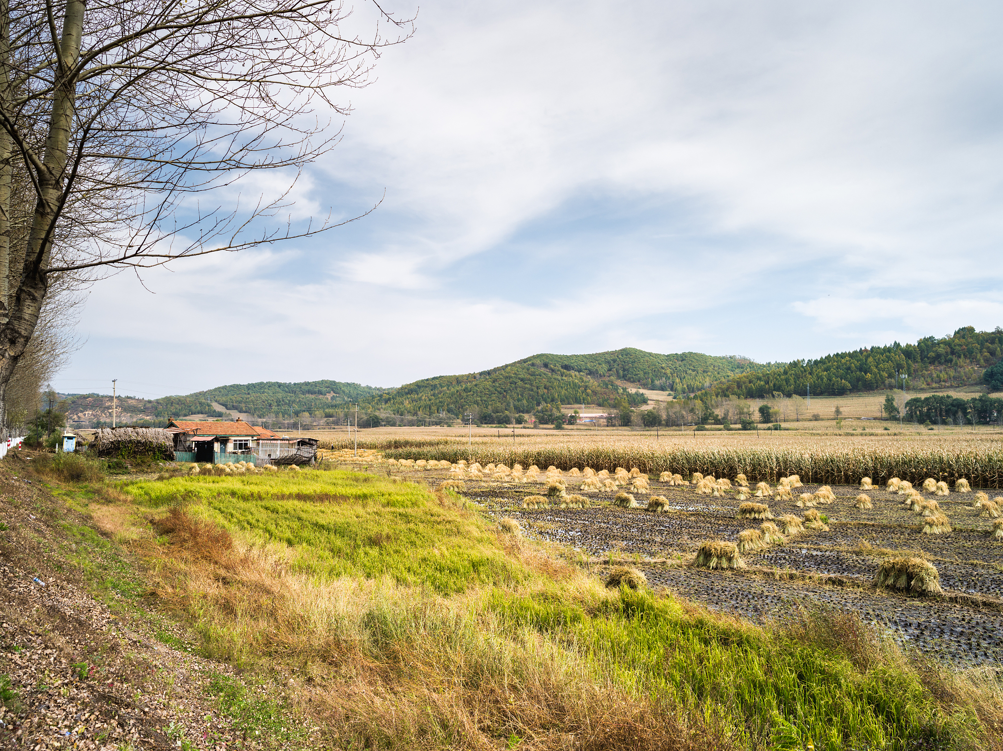 描写农村的句子有哪些 - 乡村生活的诗意与美好