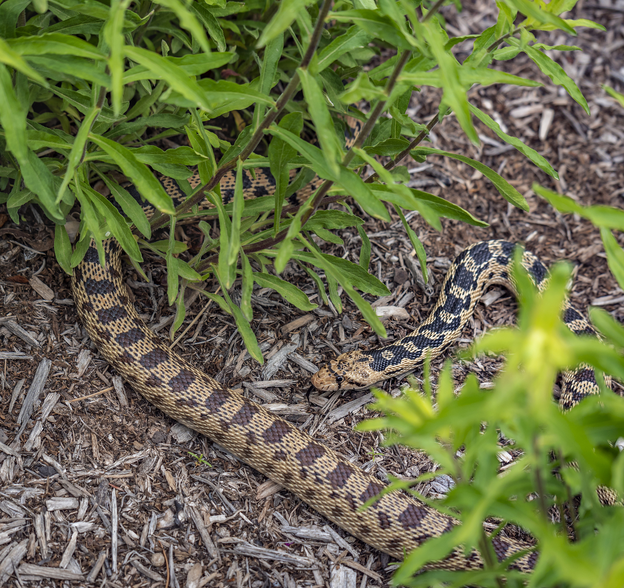 以下鉴别术语除 外均用于描述蕲蛇的性状特征1A翘鼻头 B佛指甲 C方胜纹 D当门子 说明理由