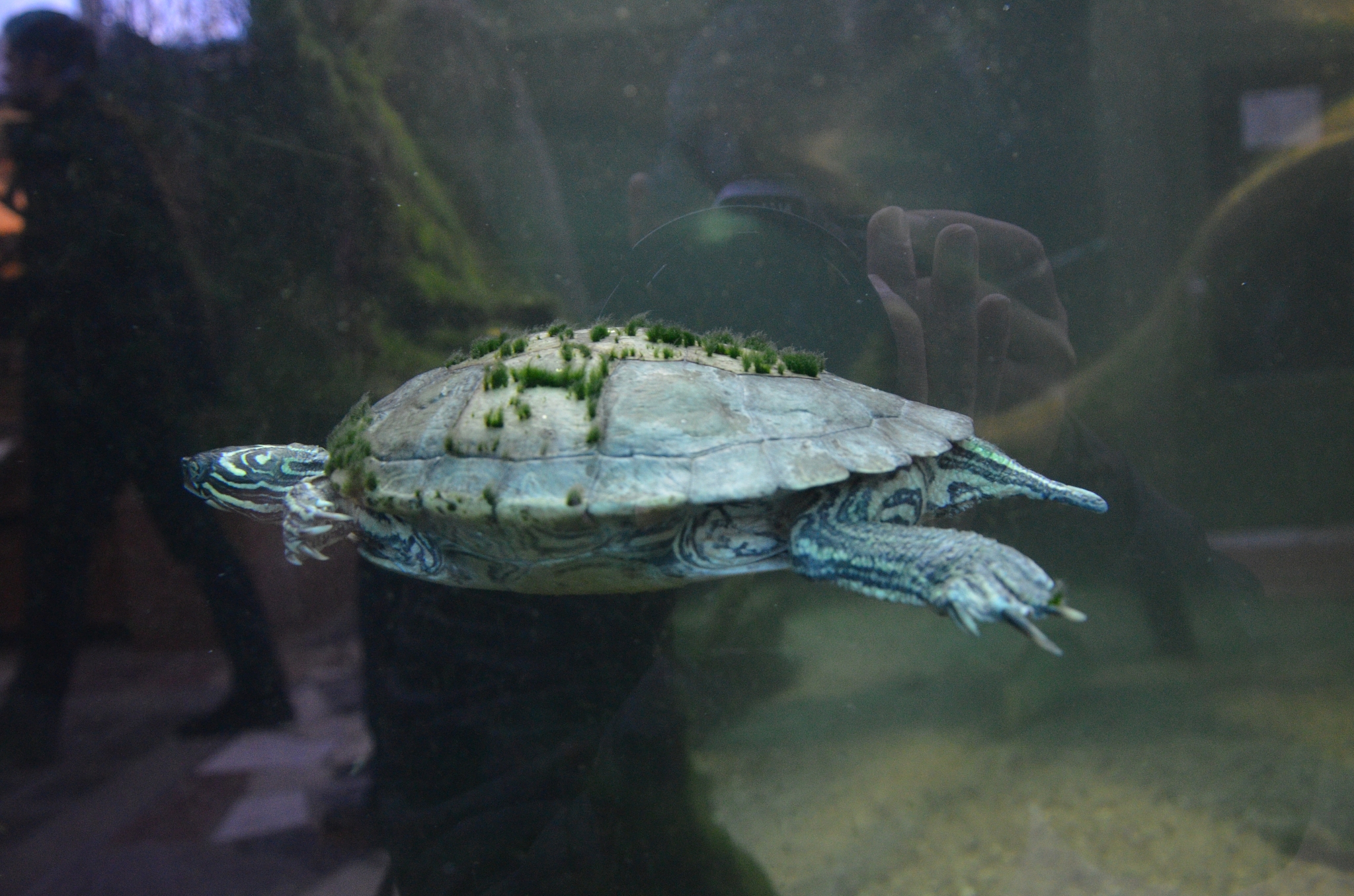 a turtle, a berlin aquarium, germany