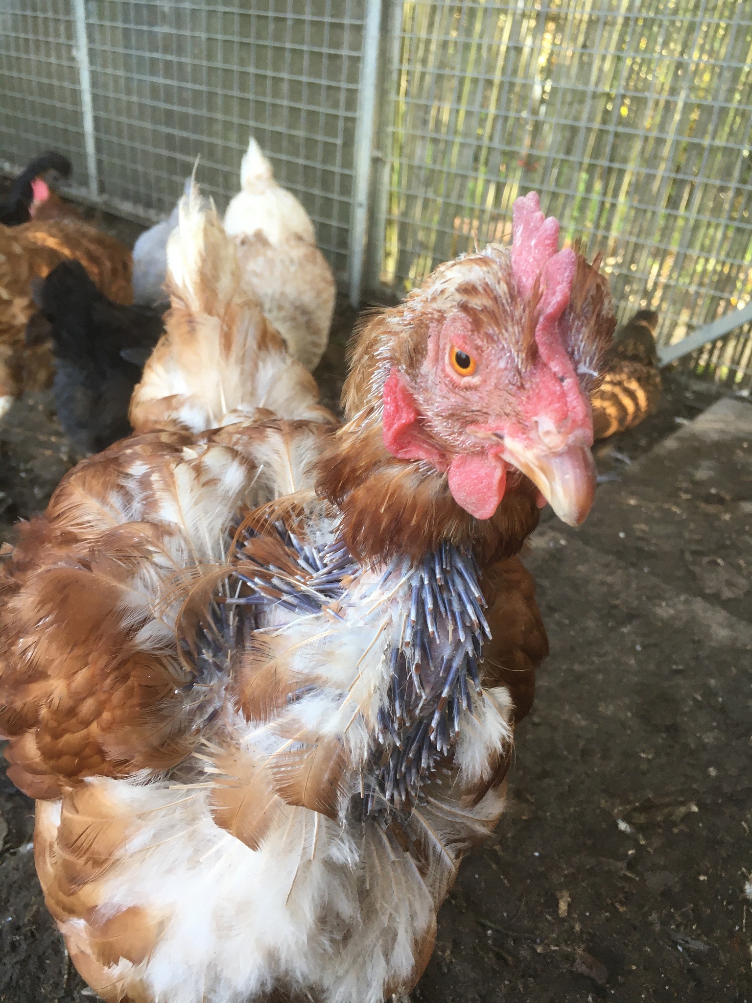 非常好工作使我的公鸡困难