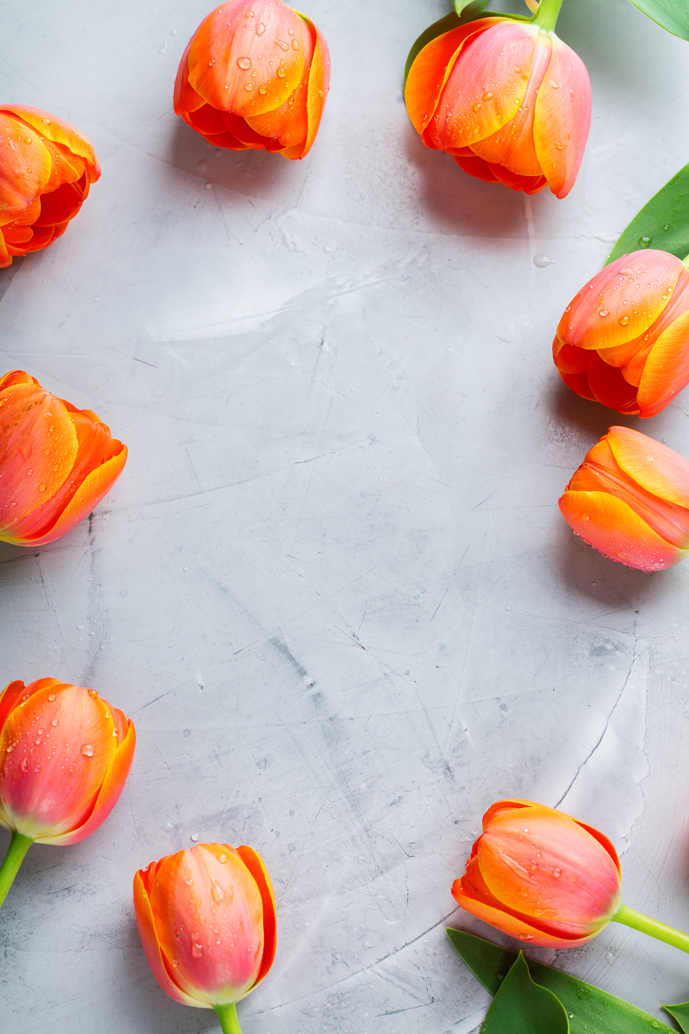 spring background with orange tulips. women, mother day, greetin