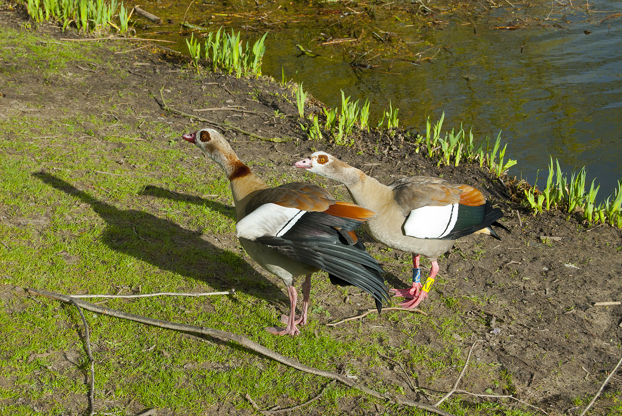 沙漠雨蛙濒危：人类活动破坏生态环境