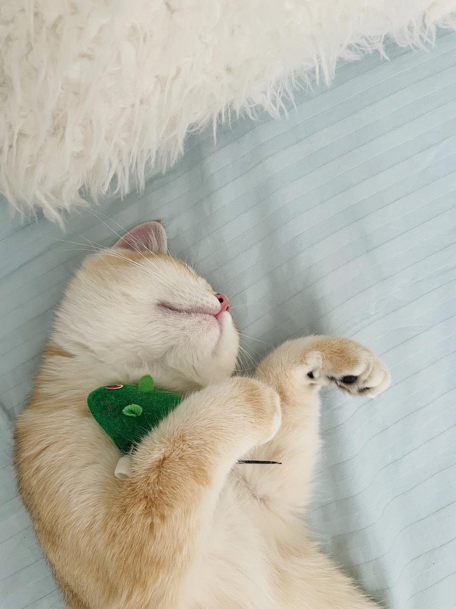 猫的正常体温是多少？- 范围和测量方法