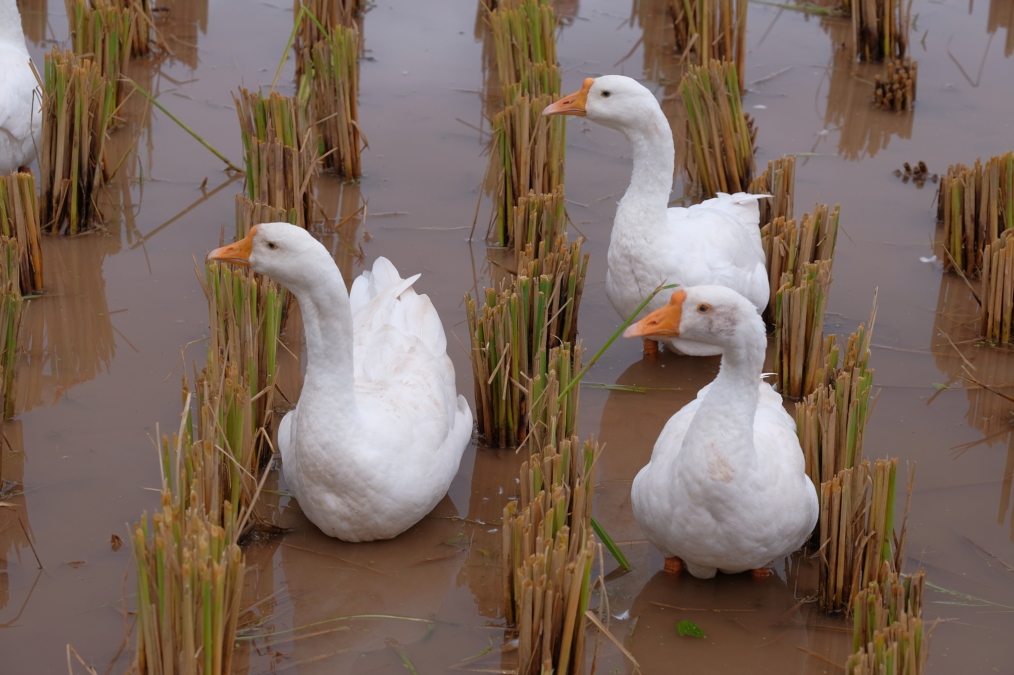 新手养鸭指南：从环境到健康，打造完美小鸭家园