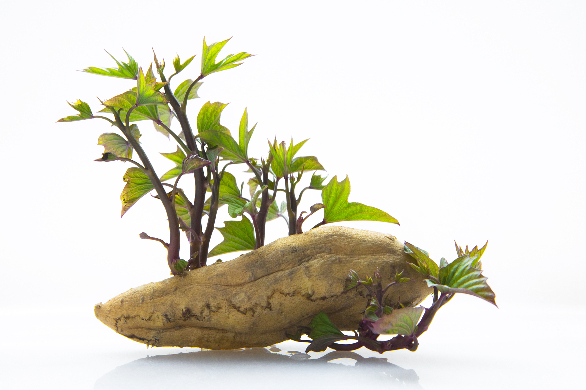 红薯是什么器官？是根还是茎？