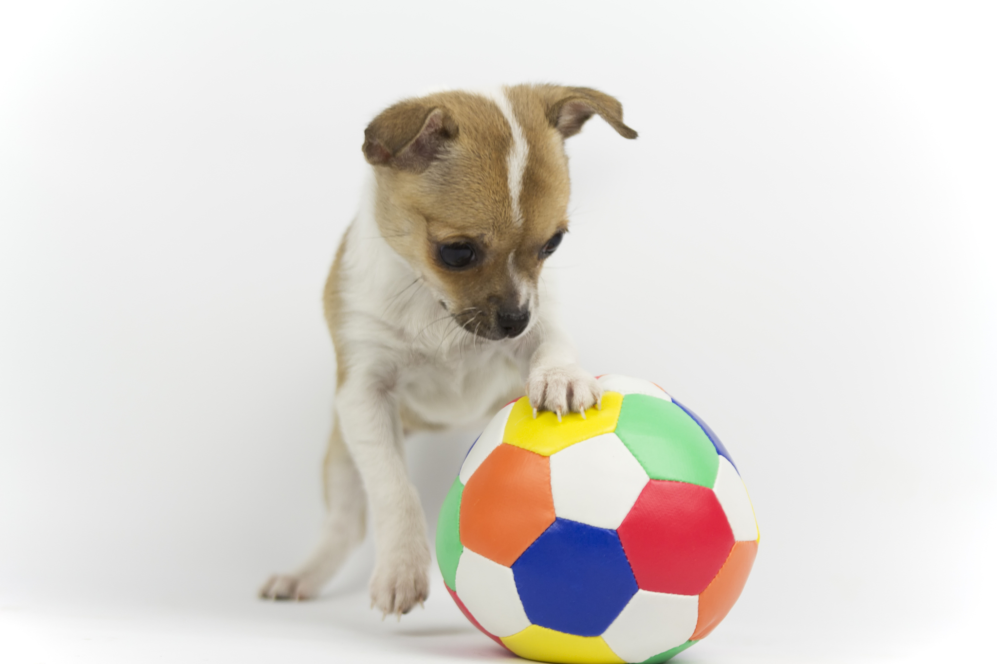 狗狗喜欢玩球还是吃肉肉？