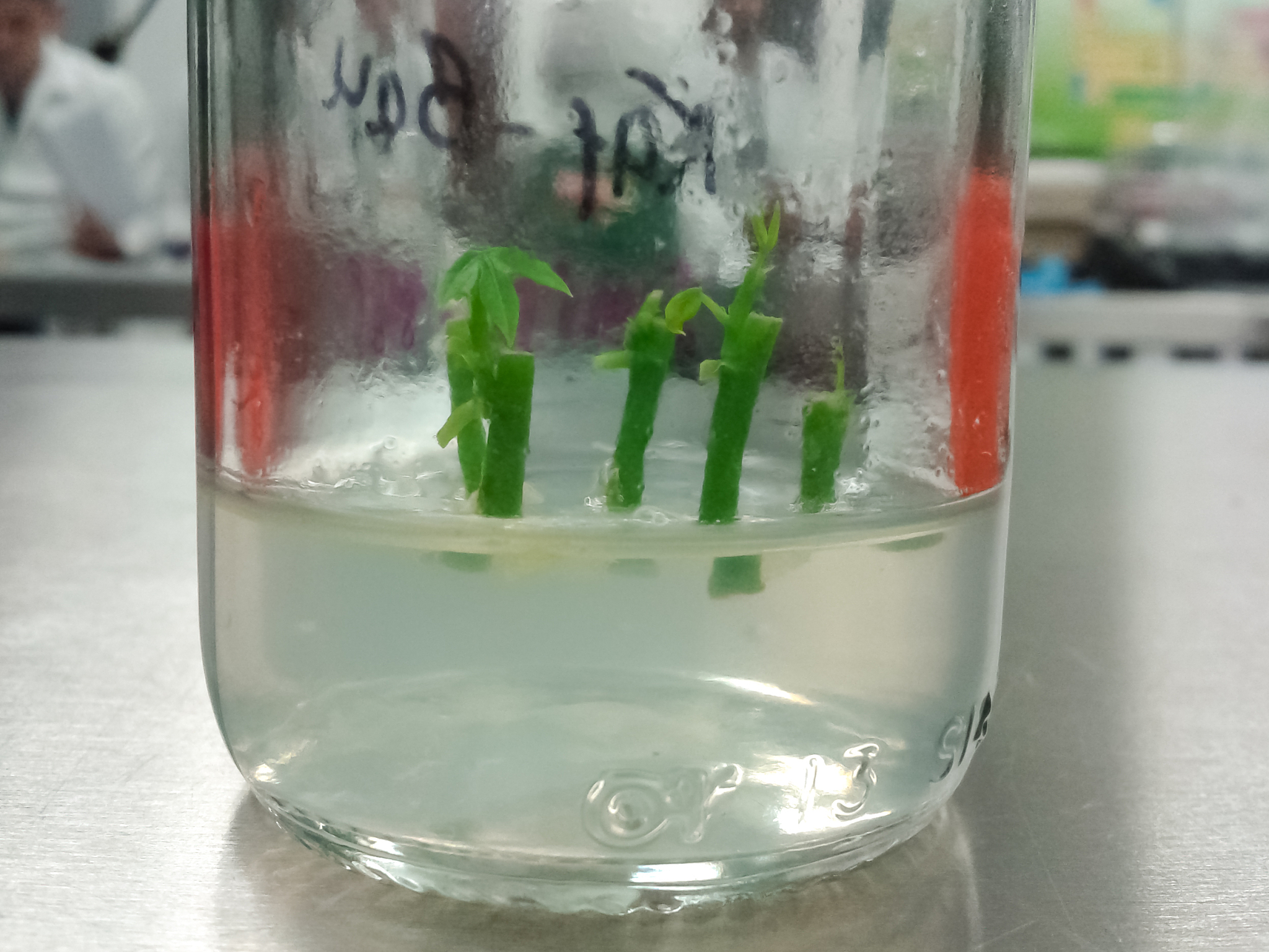 四川省水产学校淡水养殖专业课程设置有哪些