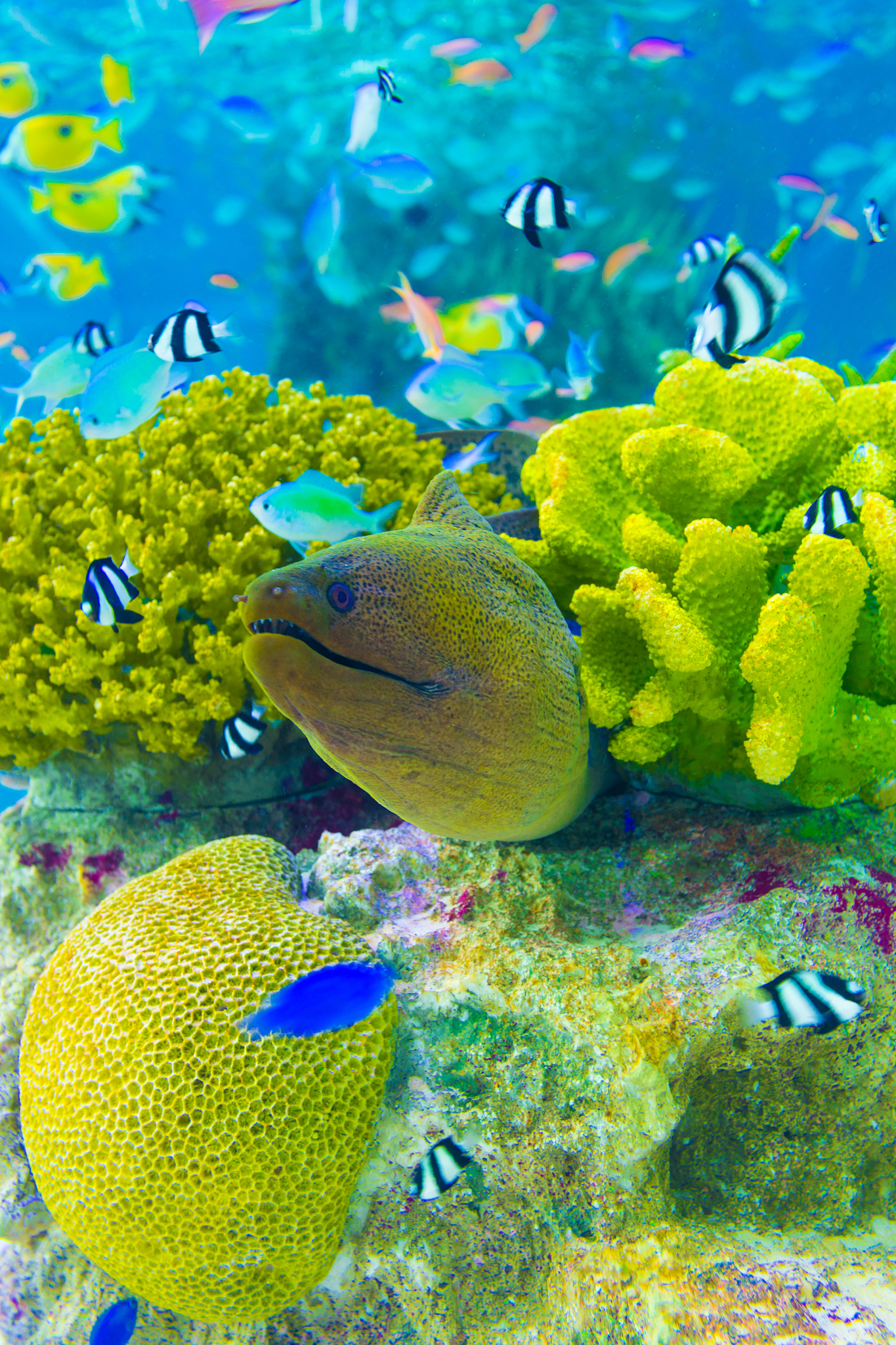 underwater moray eel coral reef aquarium v