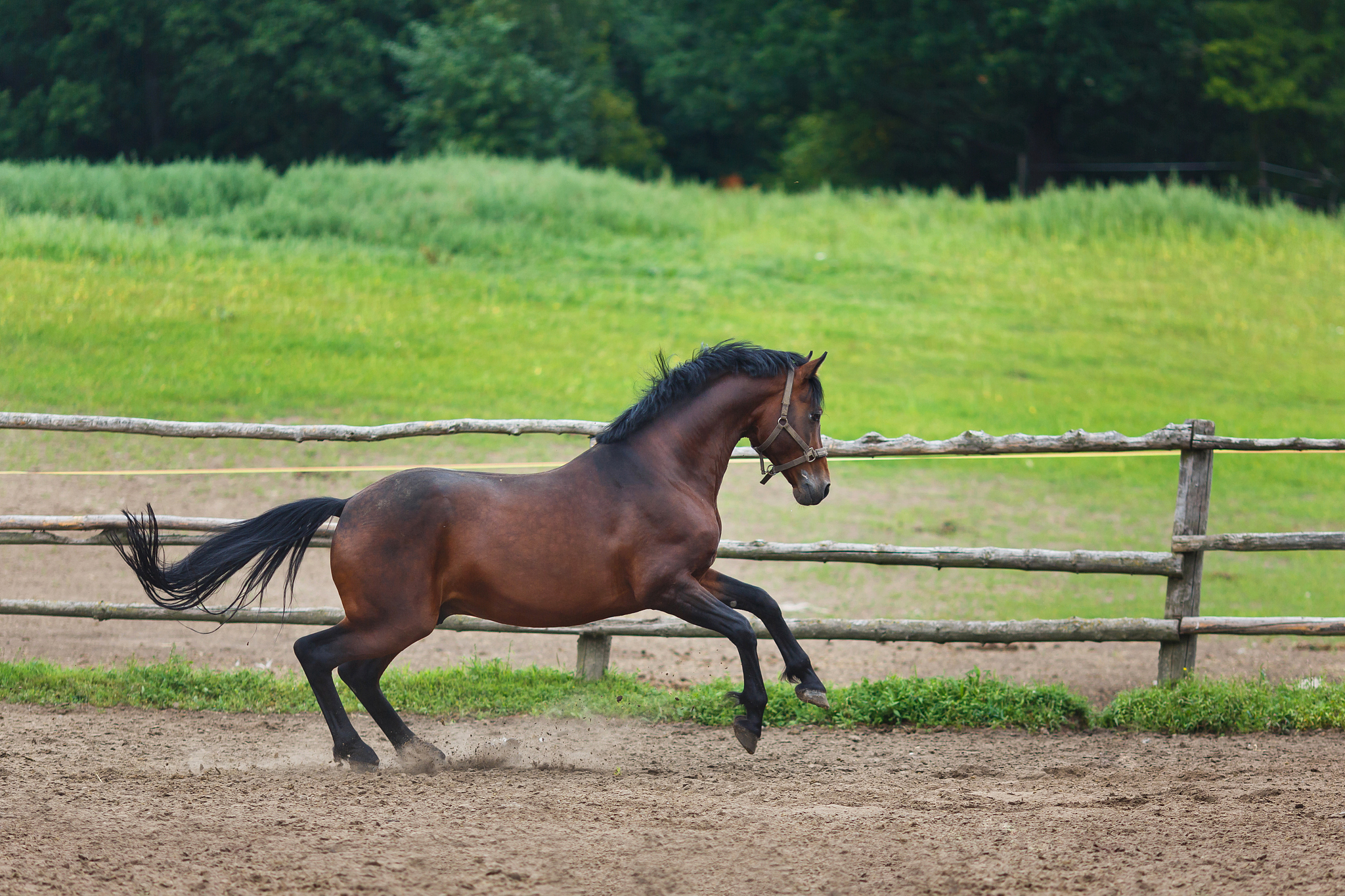 running horse