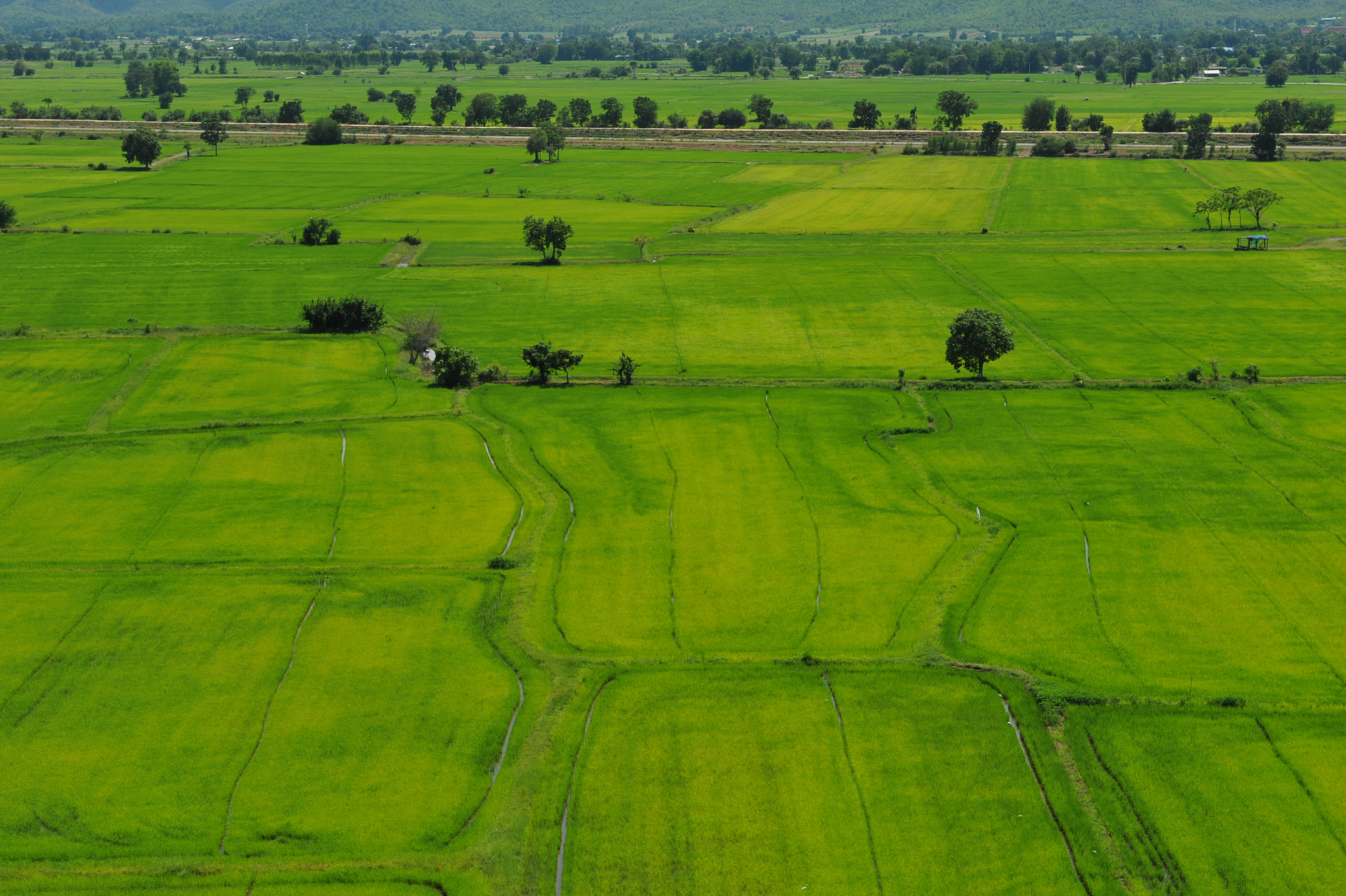 cornfield