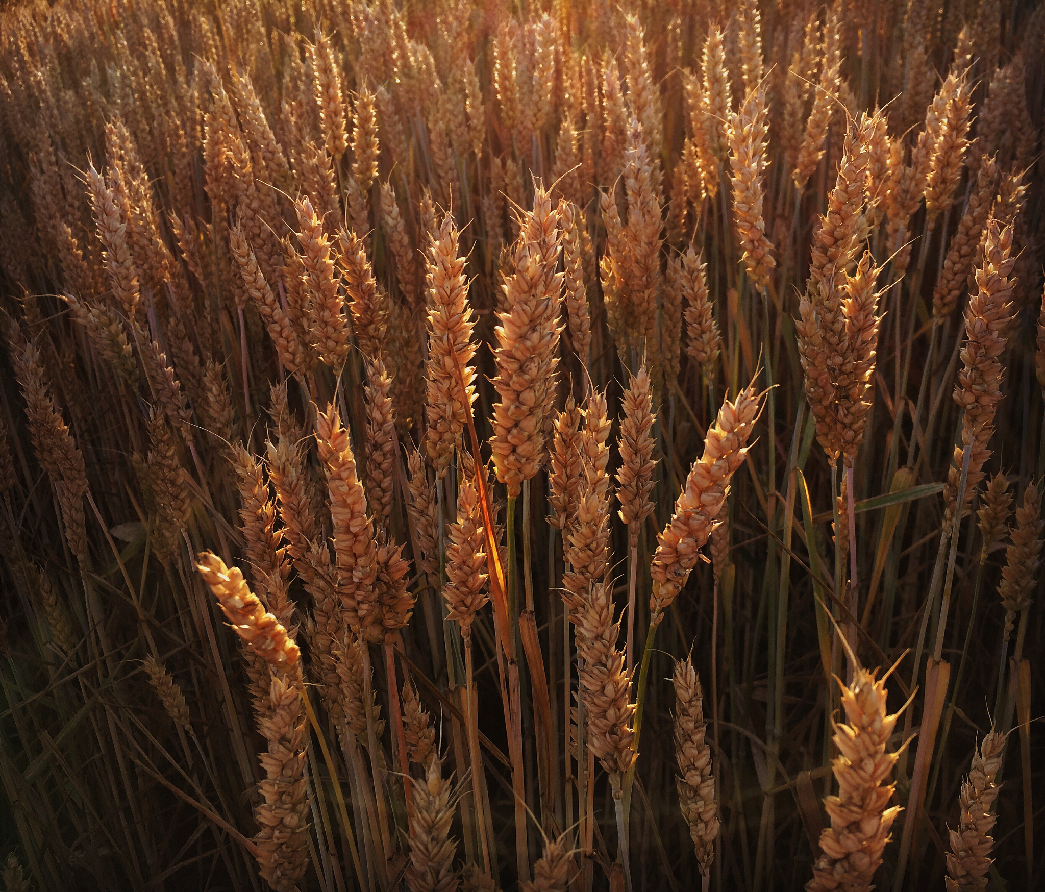 南非植物学杂志 (South African Journal of Botany): 国际植物科学研究平台