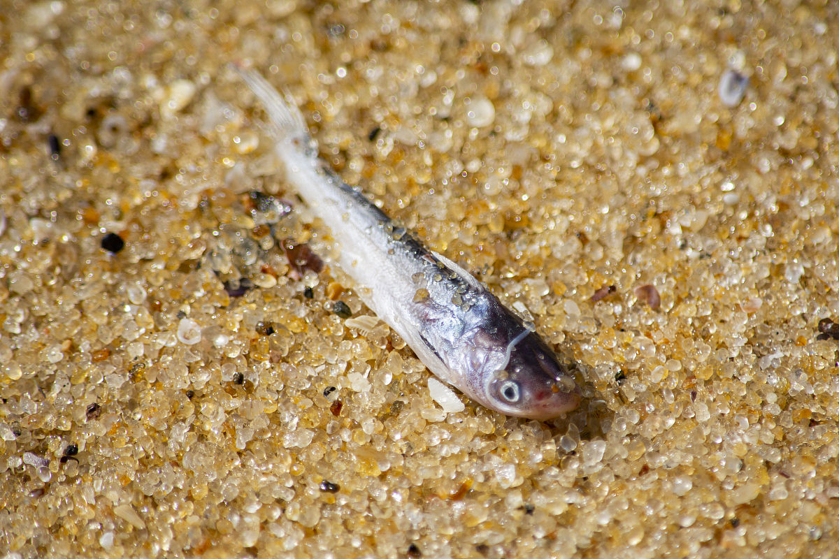 多数情况下科学家是通过来判断一条鱼的年龄