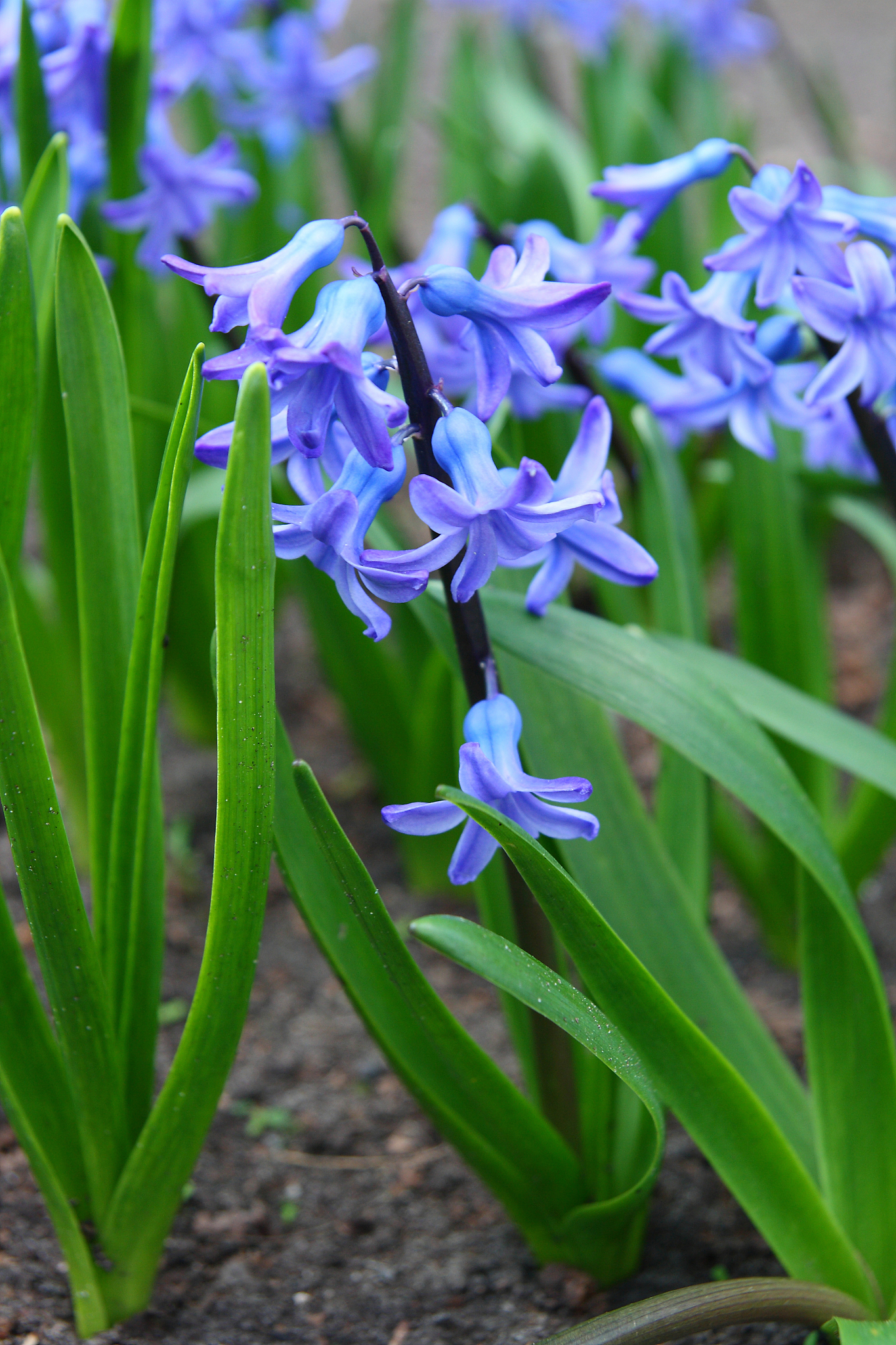 flowers in the spring garden