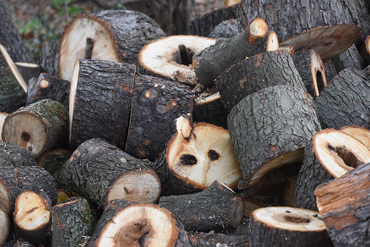 北京林业大学林学类专业怎么样？未来发展前景分析