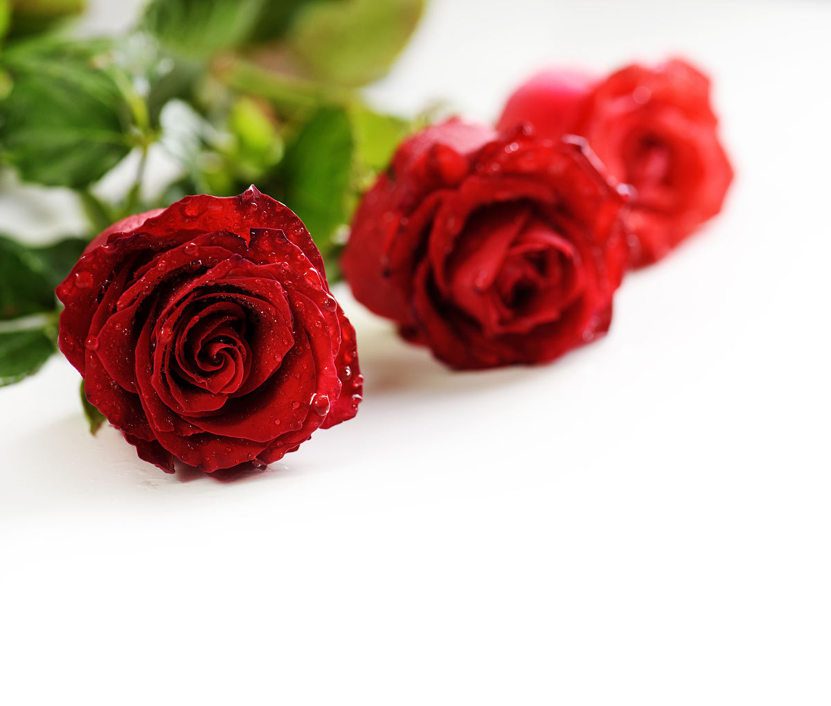 以玫瑰的精神品质为中心写一首诗