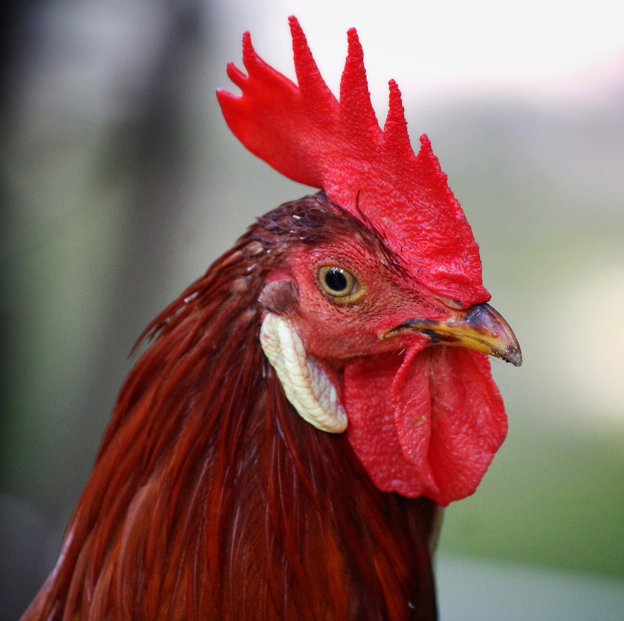 red chicken bird male face farm bird hd photography