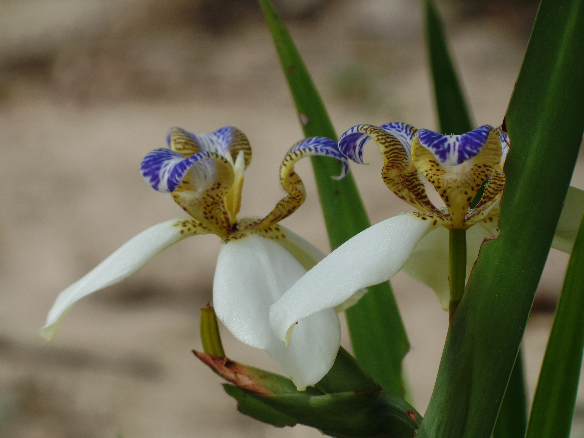 brazilian neomarica candida flower in the garden