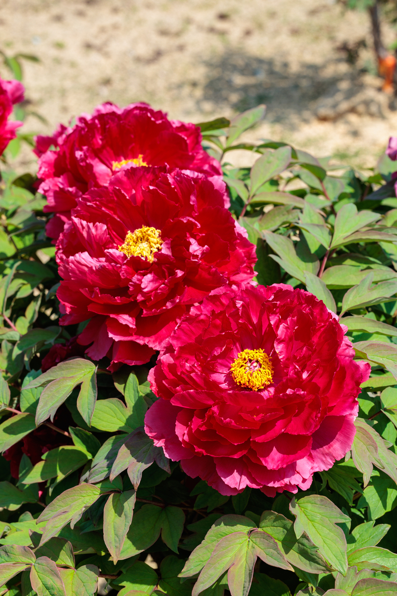 请帮我写1篇不少于800汉字的博客文章语言要幽默接地气。主题是：品种最好的牡丹是哪种最受欢迎的牡丹排名