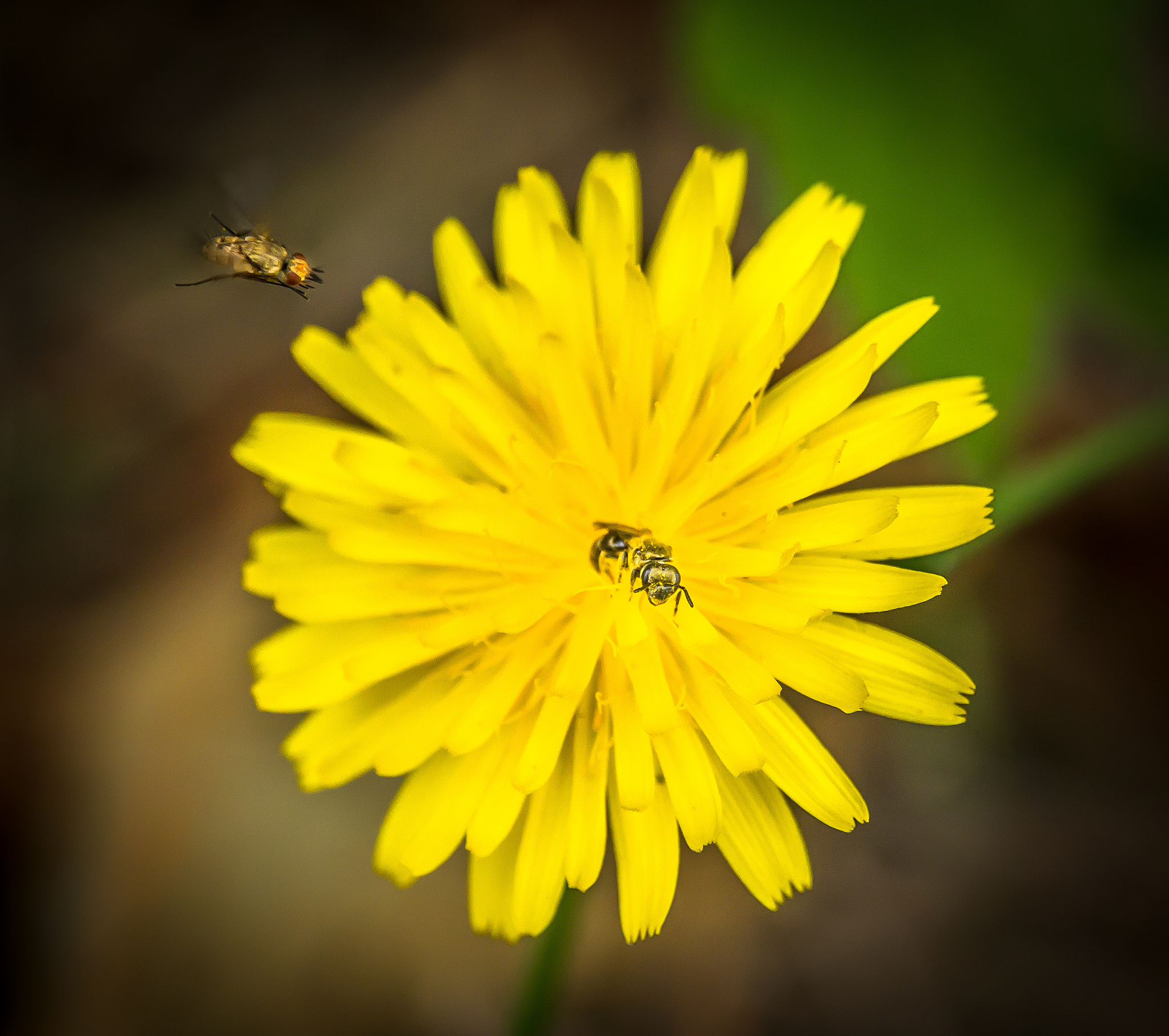 贵州大学植物保护专业招生：培养未来植物保护人才