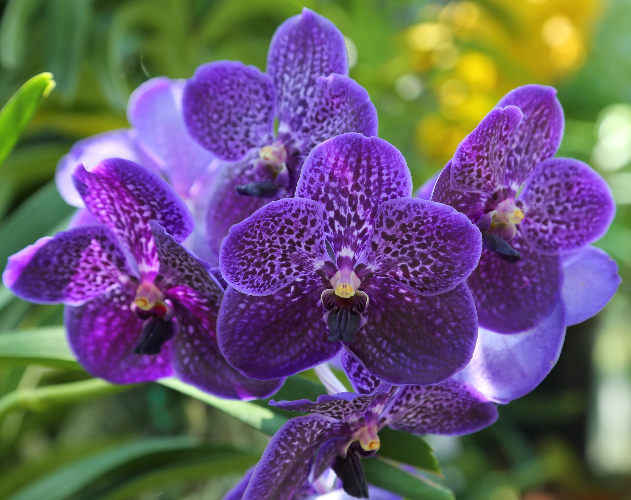 vanda orchid flower.
