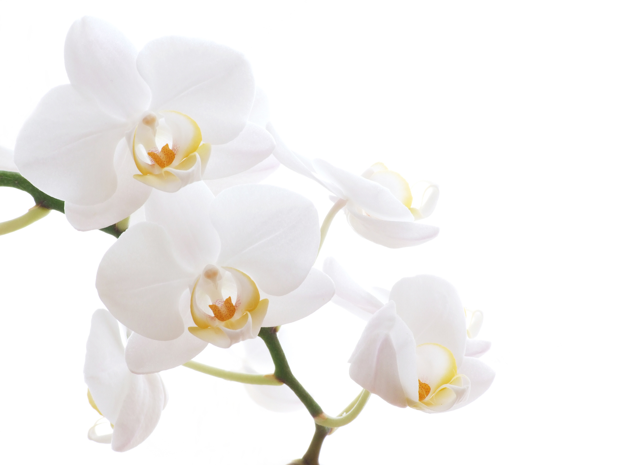 white orchid
